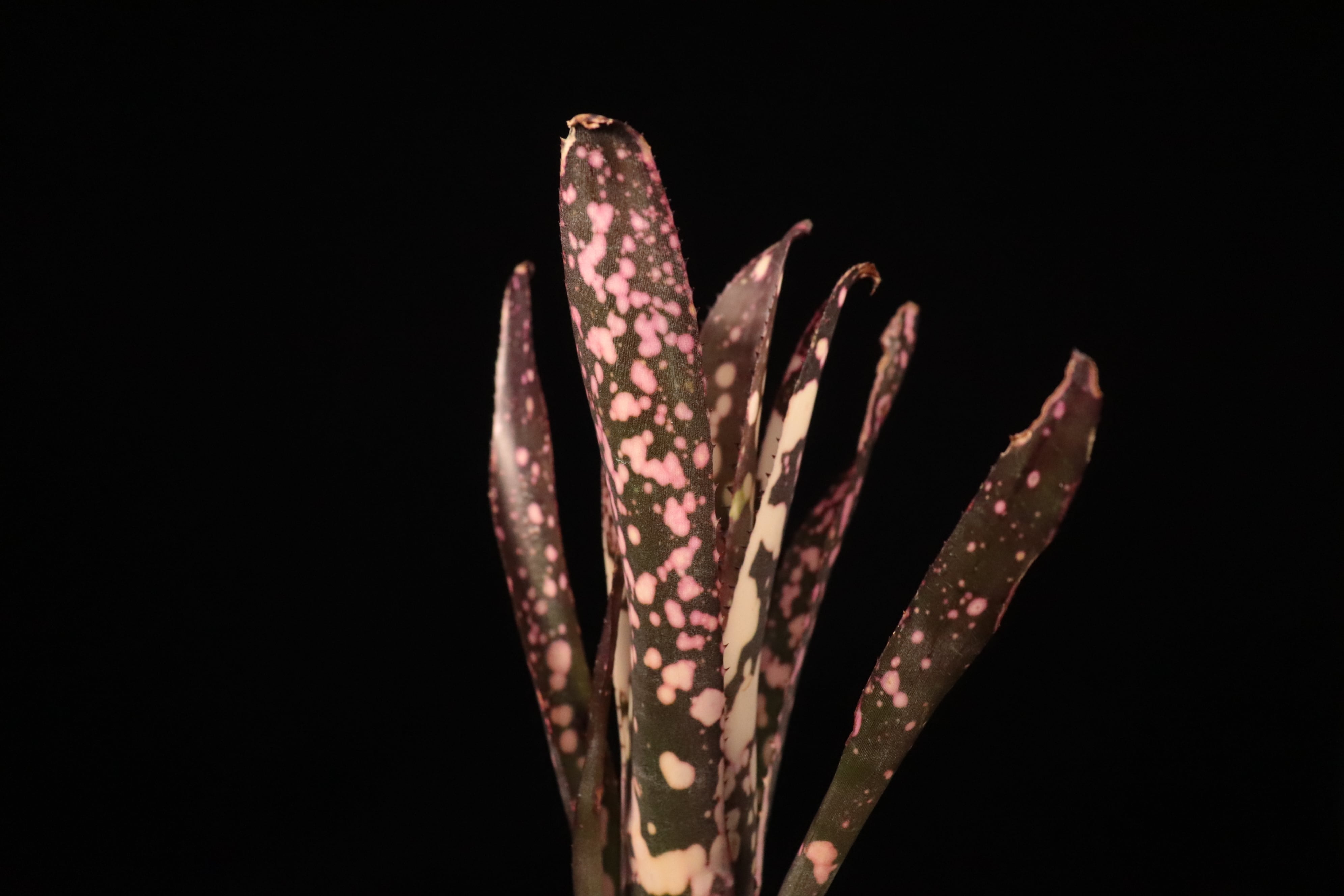 Billbergia 'Moulin Rouge'〔ビルベルギア〕B331 | plane plants