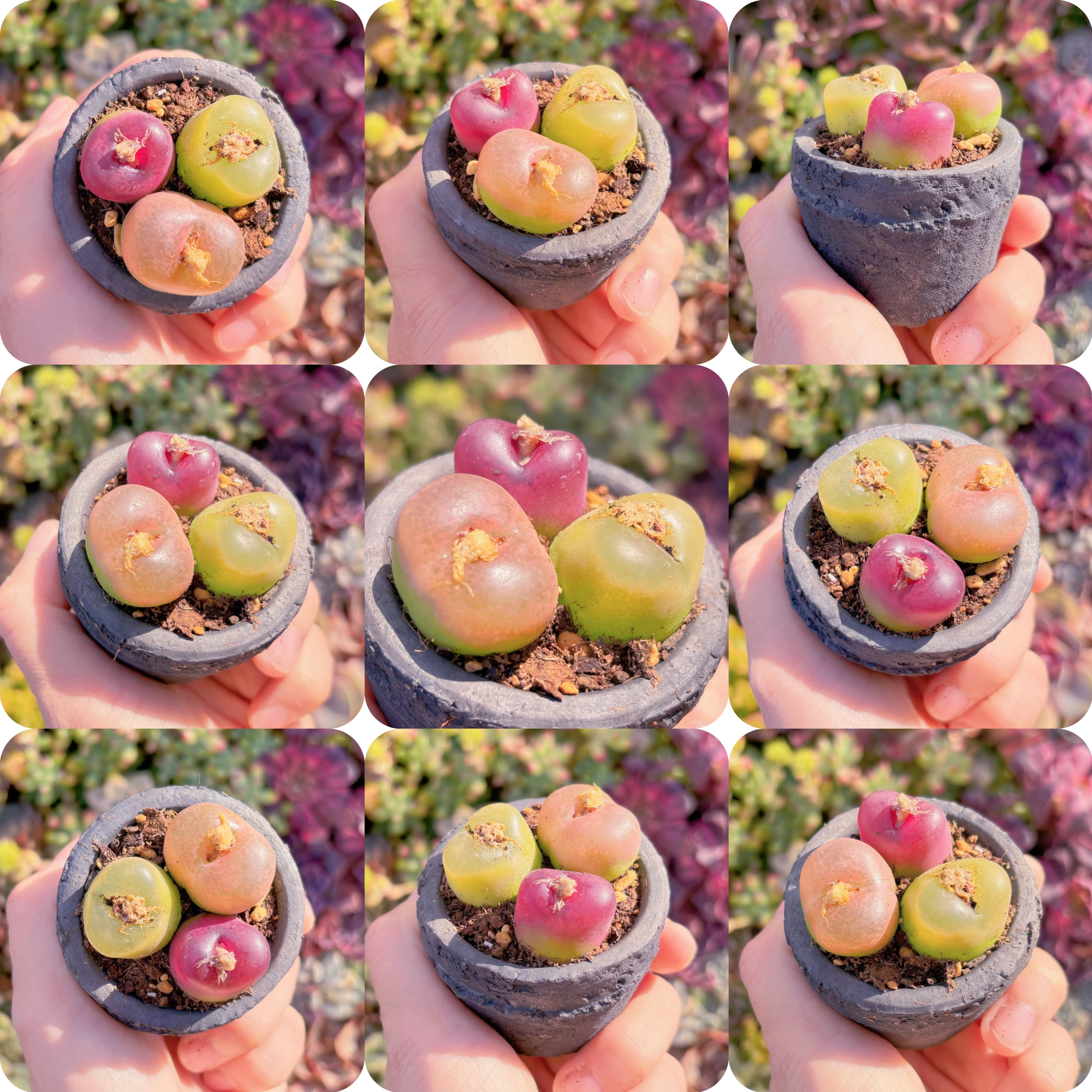 多肉植物　マウガニー(3頭)　新入荷　るる農園