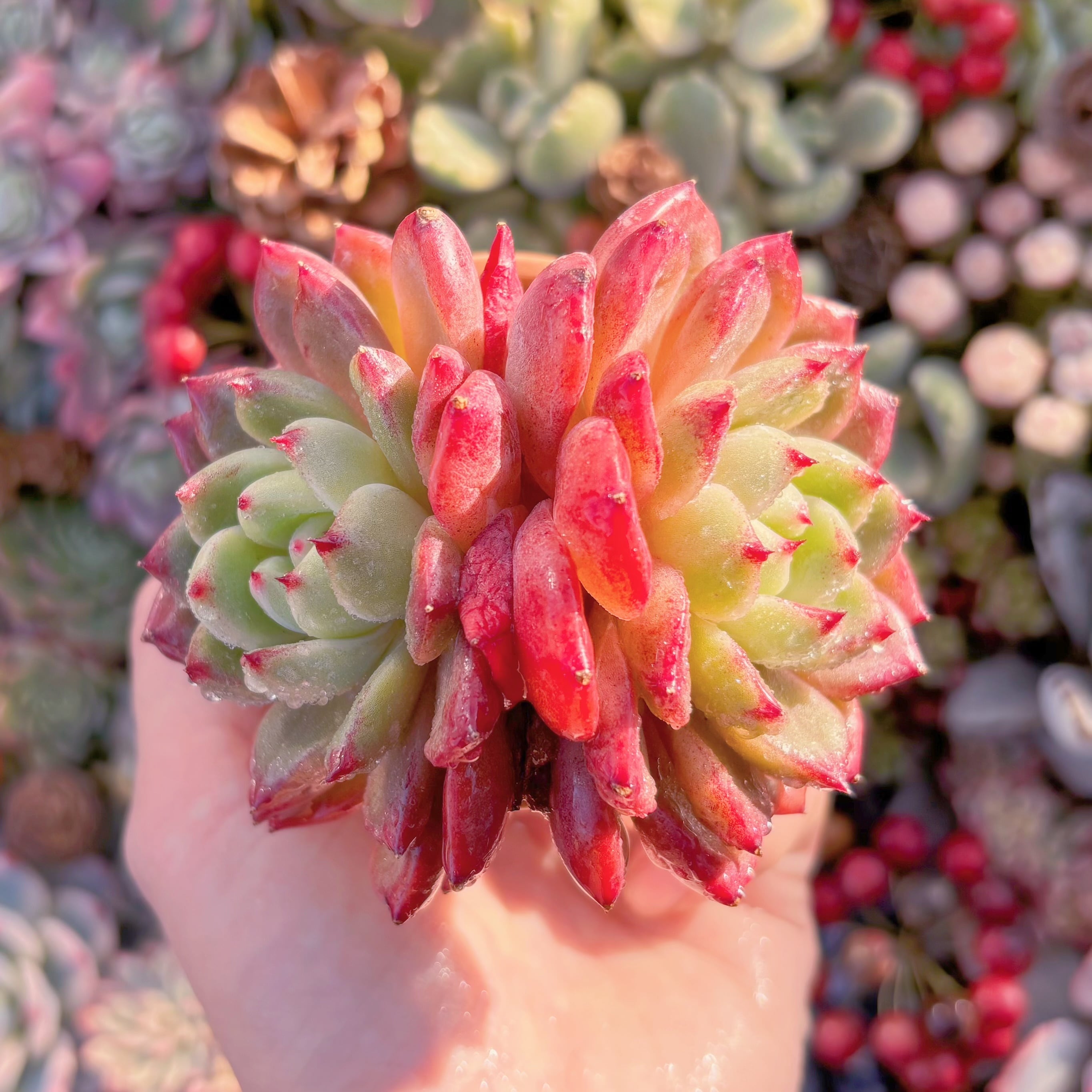 現品　シャンペーンxルビン#032　るる農園