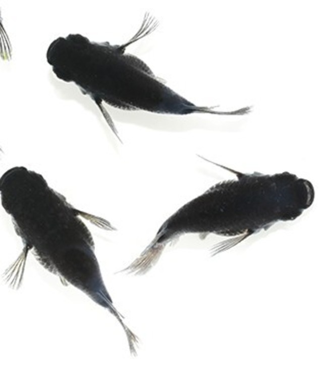 黒い三連星　3種セット：有精卵20個＋α