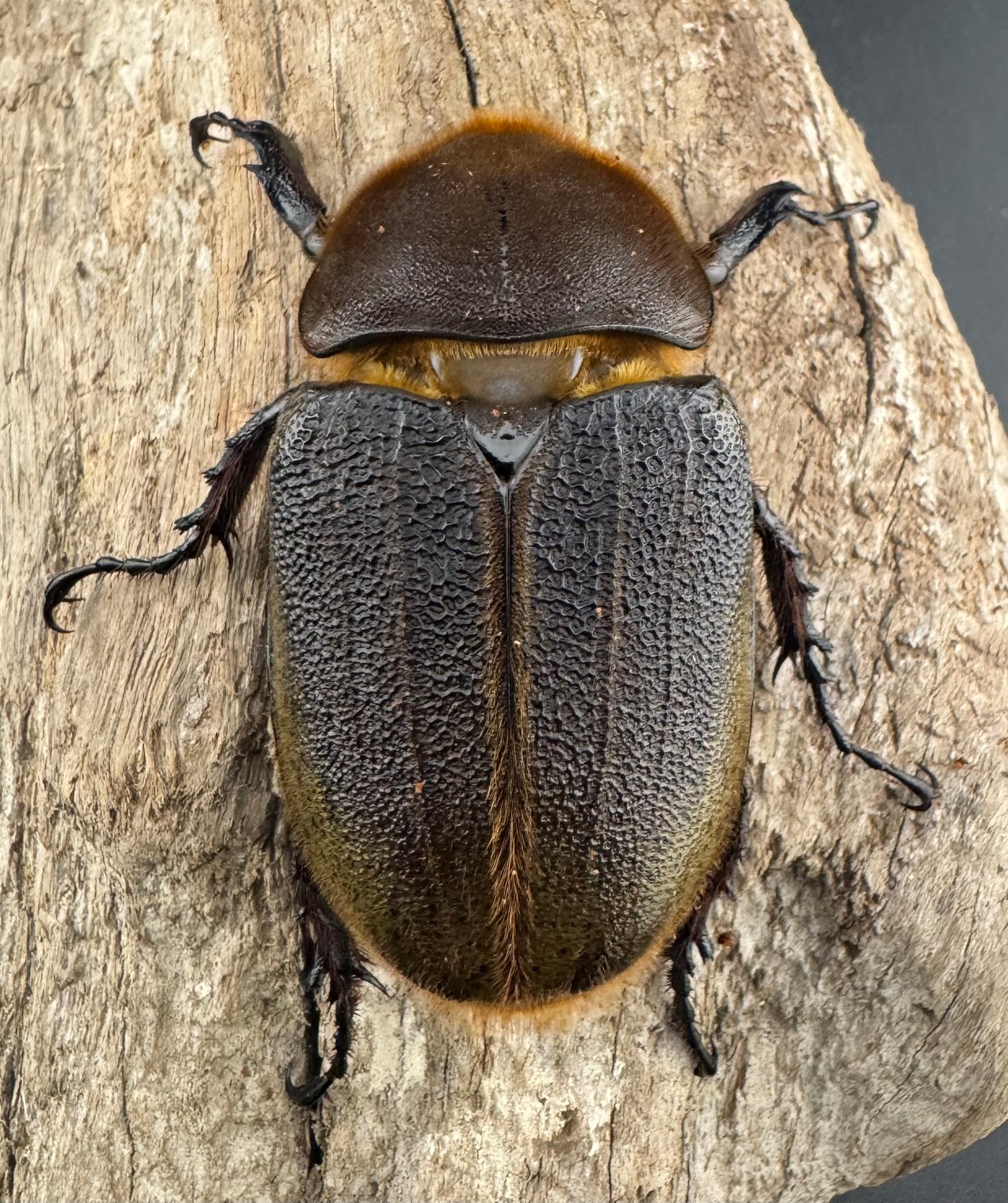 即ブリ《ヘラクレス・ヘラクレス 優良血統 144mm ペア》