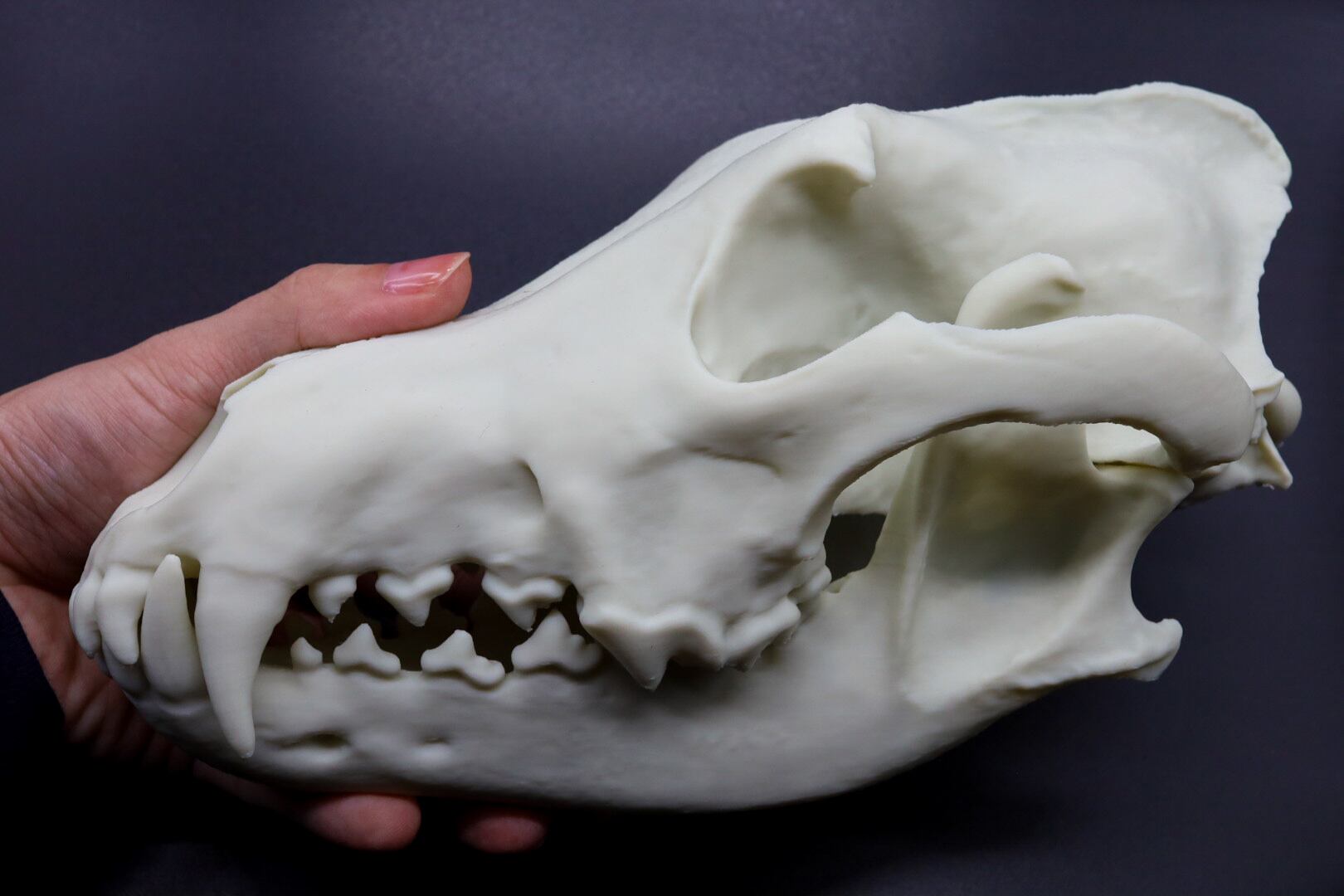 タイリクオオカミ原寸大頭骨模型 | 生き物グッズ屋〈4C-UNIT〉