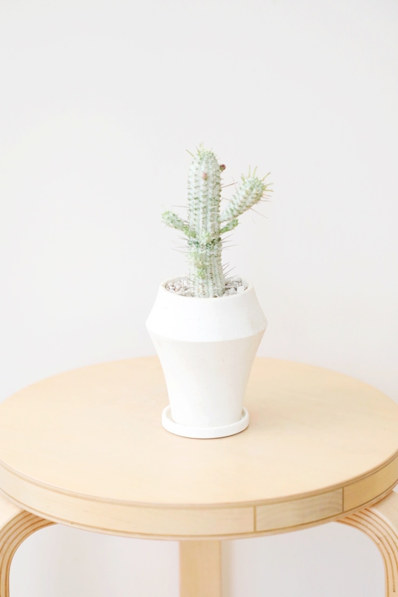 【S】シラカバキリン/Euphorbia mammillaris f. varieg