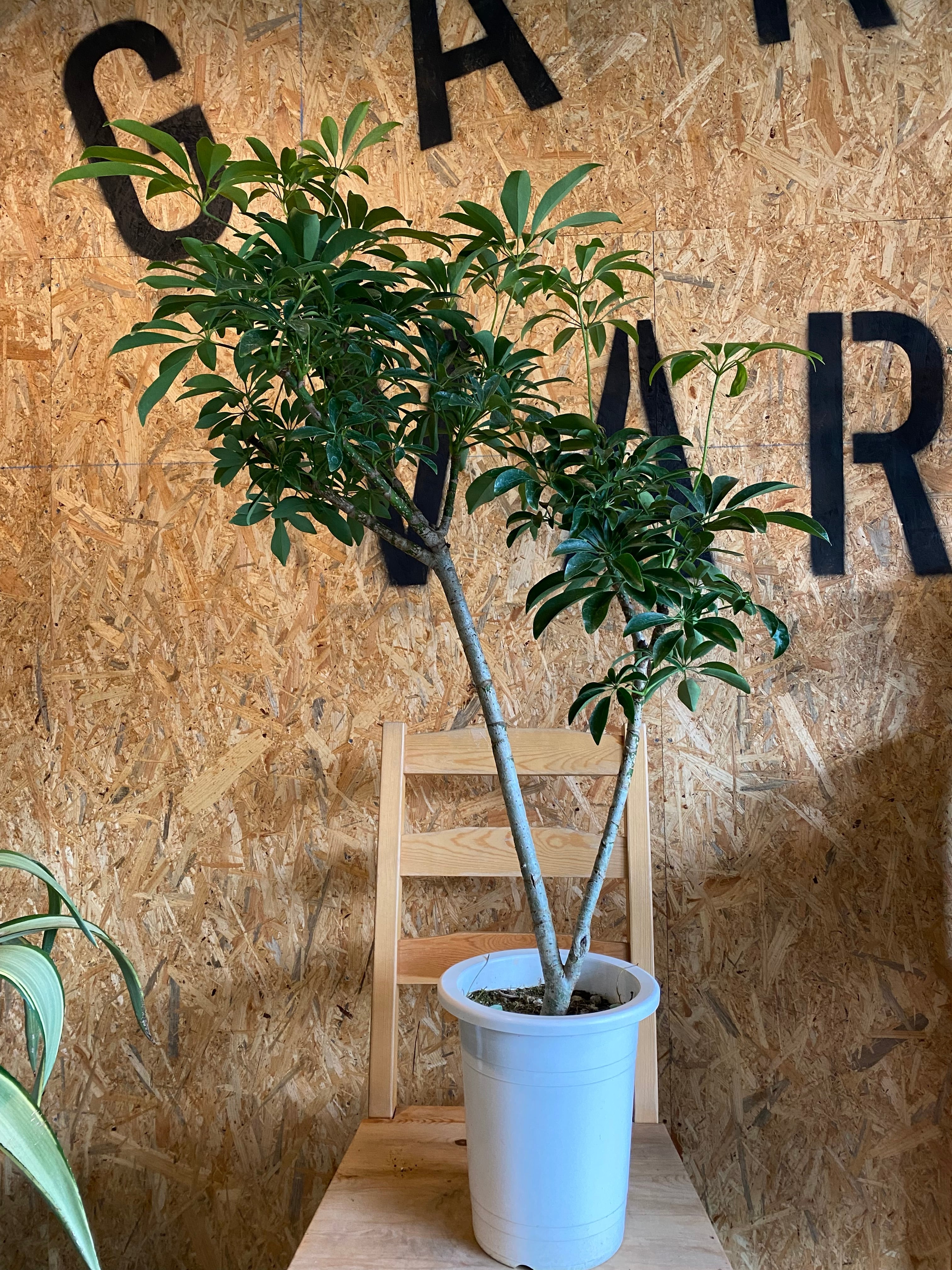 シェフレラ H110cm W70cm 口径17cm | Garden Varejo