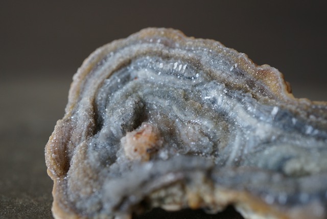 コンシャ・アゲート Concha Agate 1825