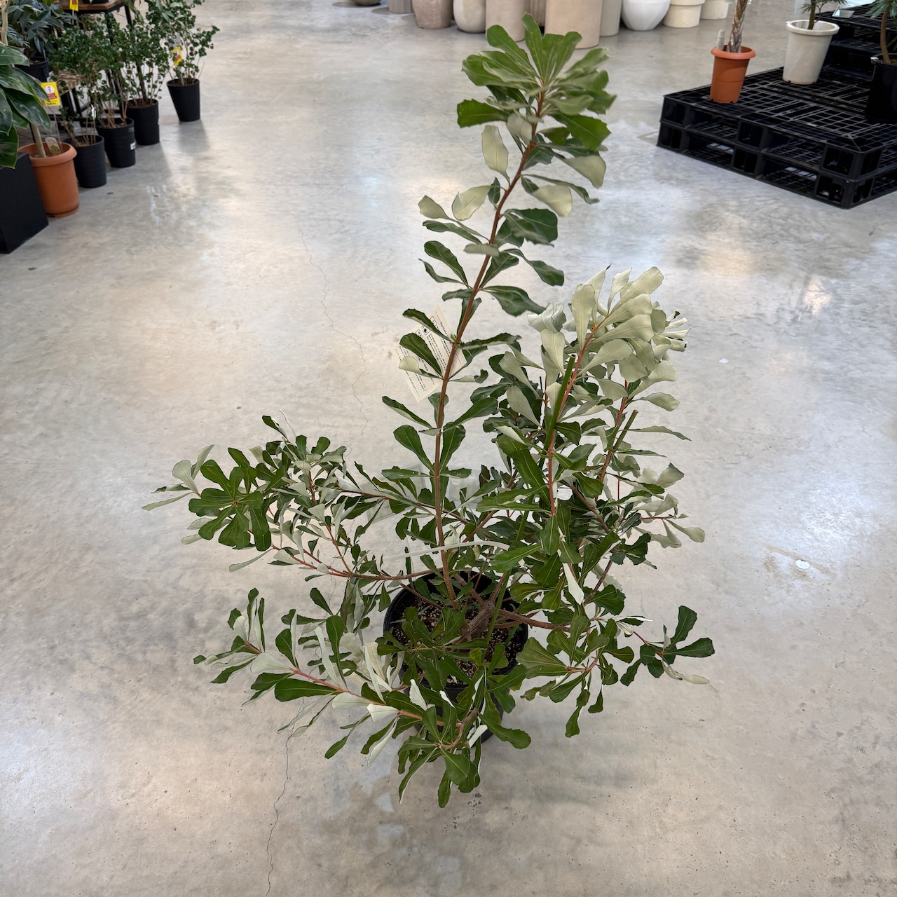 コースト バンクシア【870】