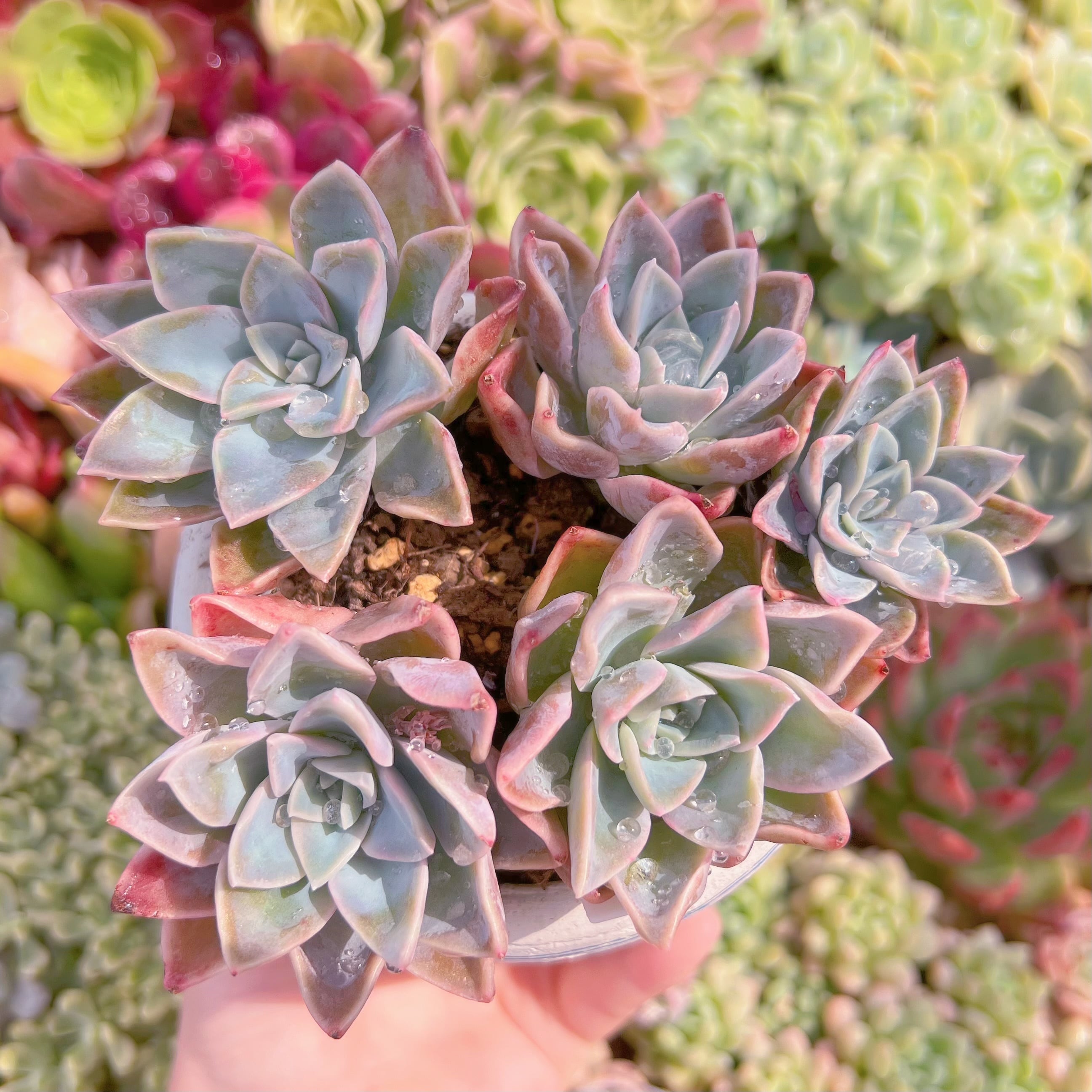 現品　ラブリーローズx白牡丹#F034　るる農園