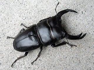 オオクワガタ　新成虫ペア 川西産オオクワガタ成虫ペア 2025年新成虫78 | 昆虫専門店ホビー倶楽部