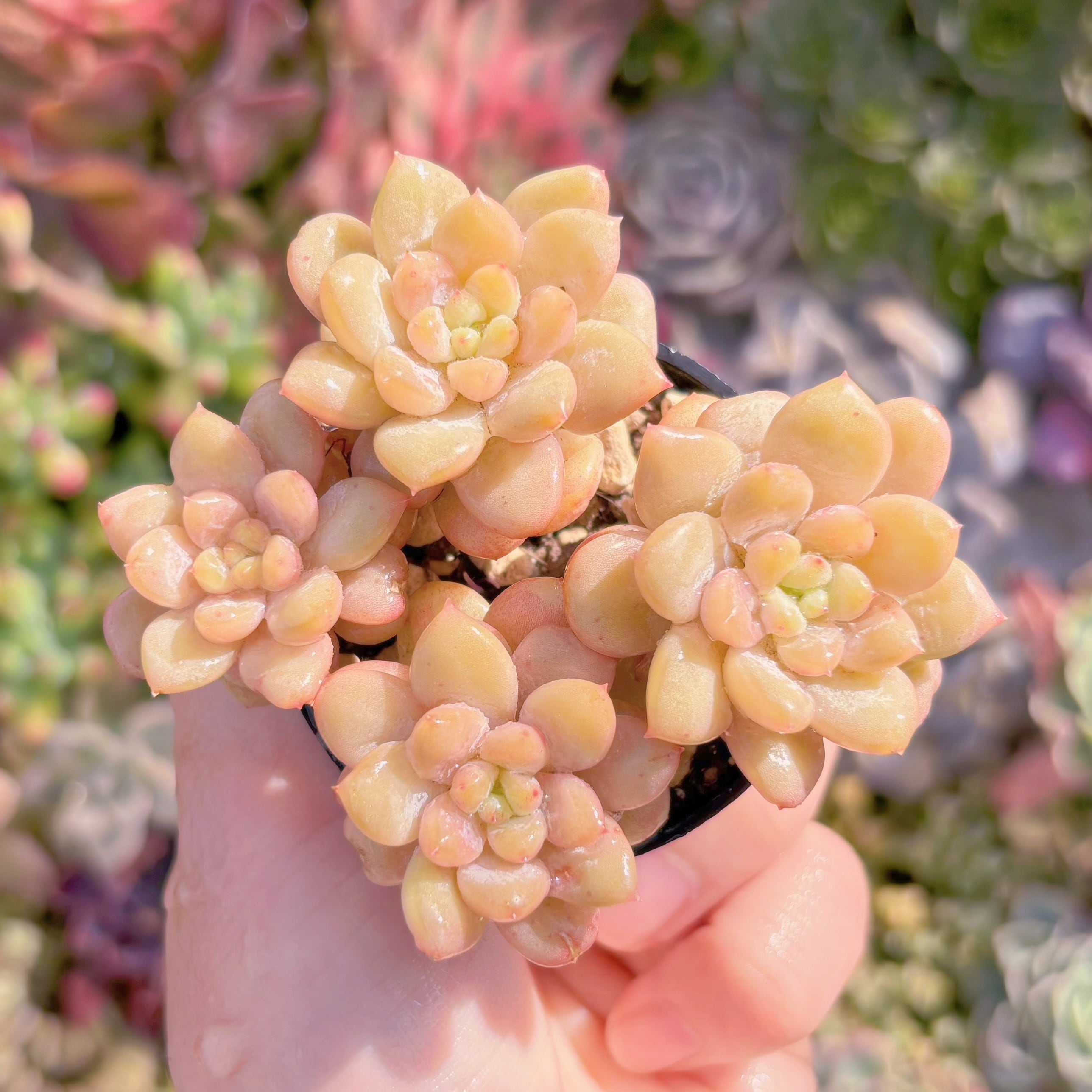 現品　サンシャインローズ(s)#B46　群生　新入荷　るる農園