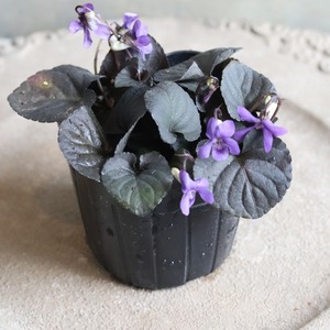 黒葉スミレ　ラブラドリカ　春のお花　小さいお花　ブルー系　宿根草