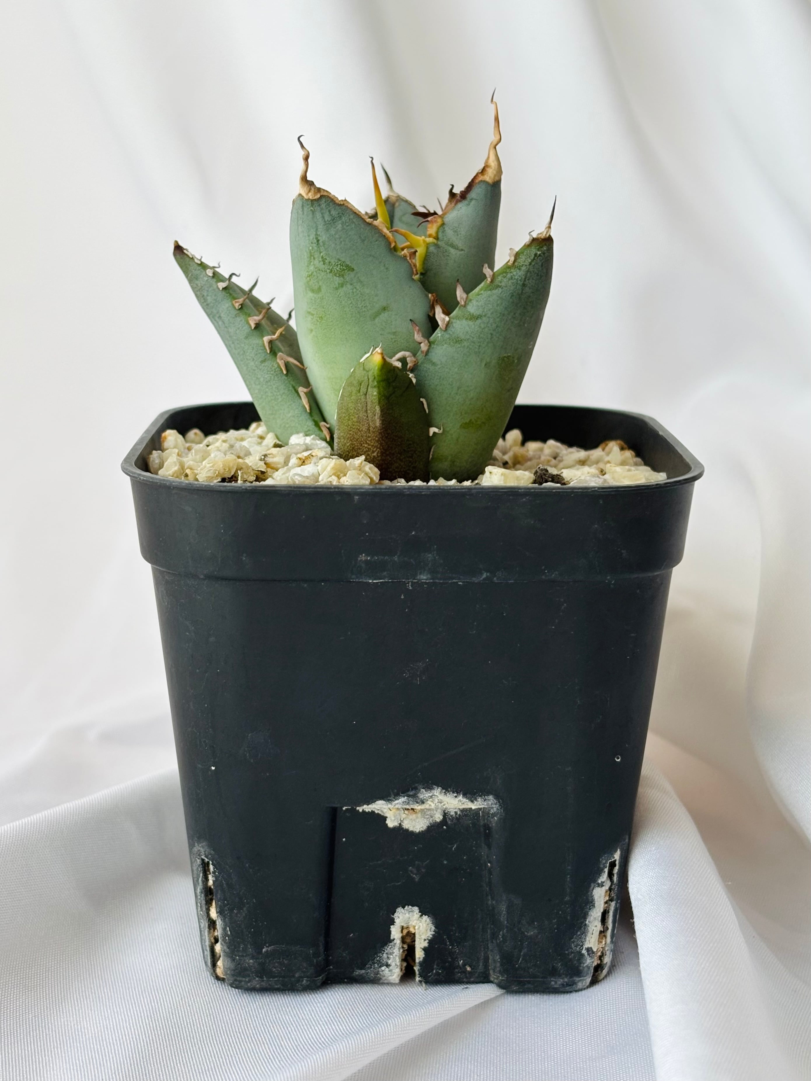Agave titanota アガベ チタノタ オテロイ 多肉植物 | plants