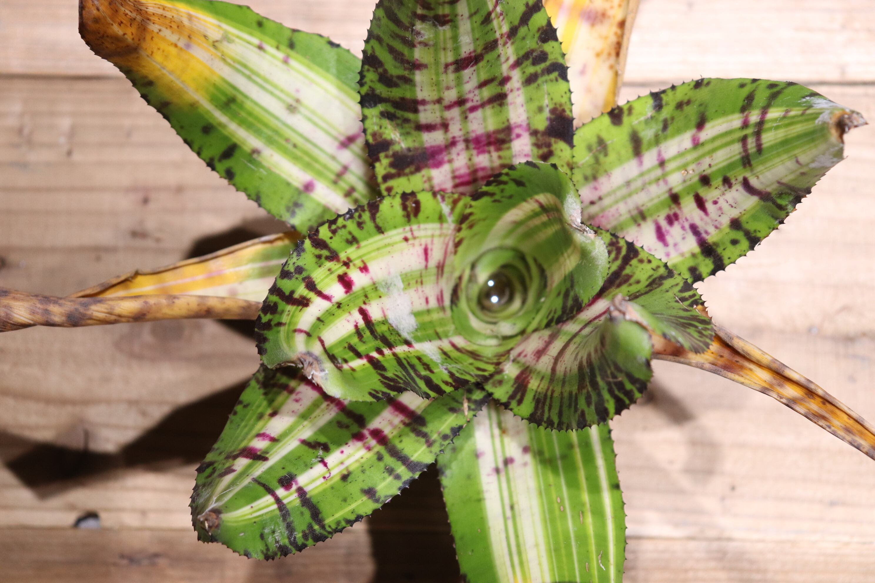 送料無料】Neoregelia 'Snake Charmer'〔ネオレゲリア〕現品発送N0273