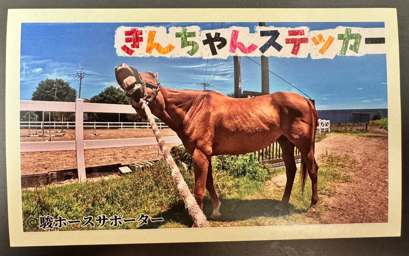 きんちゃん1年サポート | 駿ホースサポーター