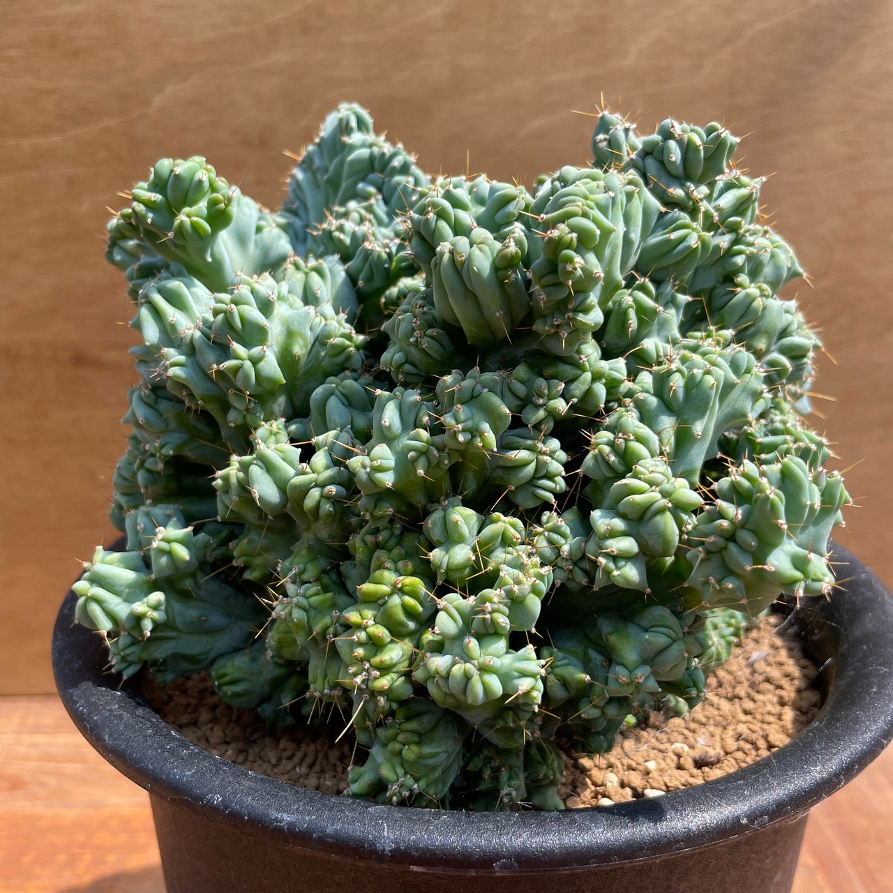 Myrtillocactus geometrizans【竜神木・モンスト】