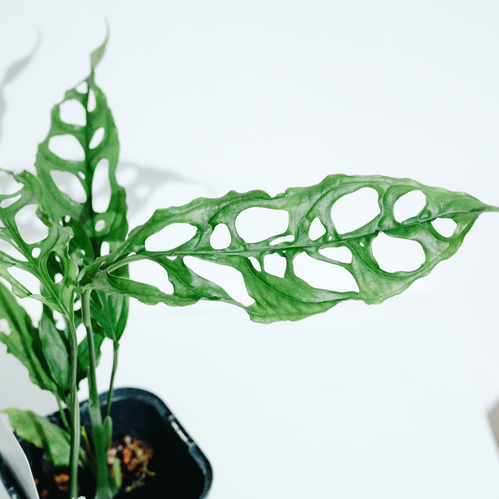 モンステラ・オブリクア・ペルー（Monstera obliqua 'Peru'）_250824