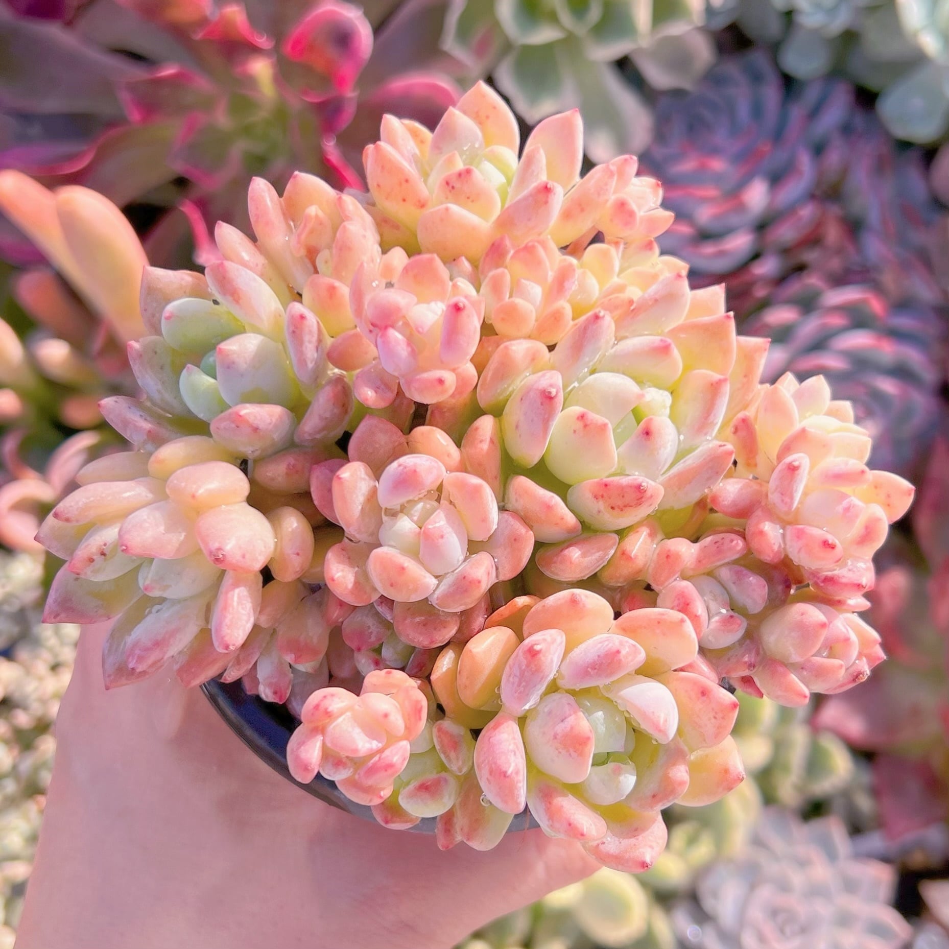 現品　プロリフェラxラウル#255   るる農園