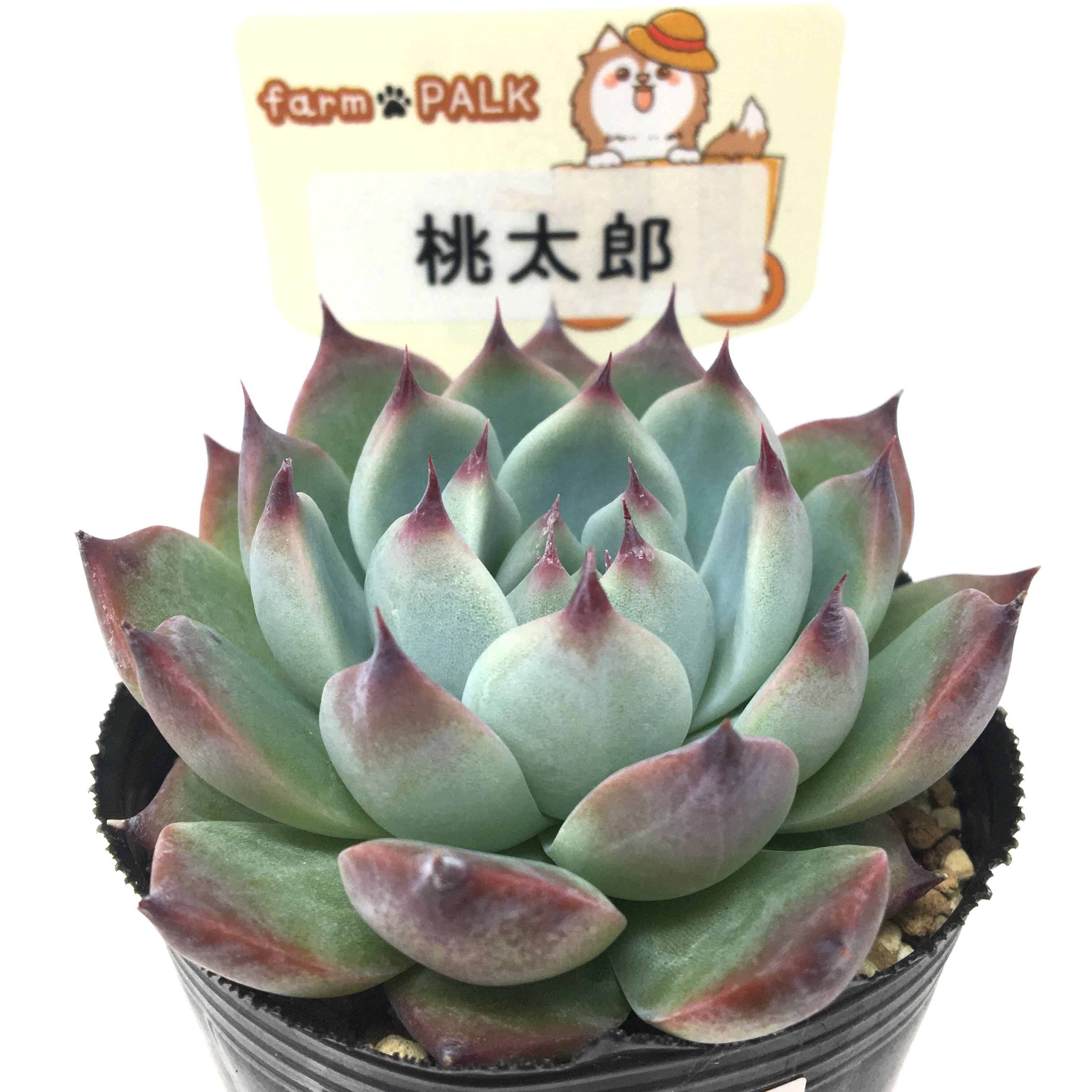 桃太郎 コノフィツム