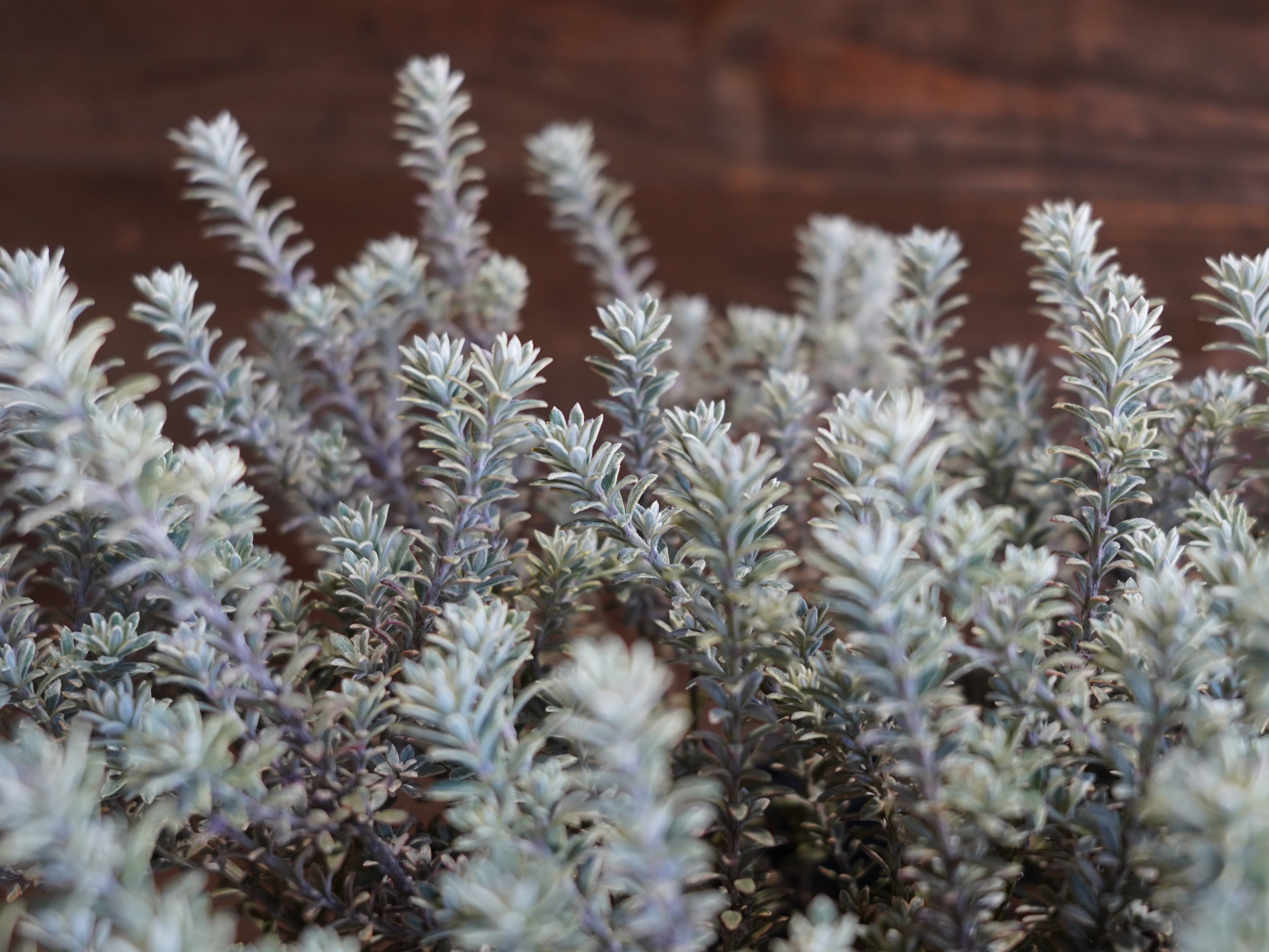 【現物】ウエストリンギア　”スモーキーホワイト”