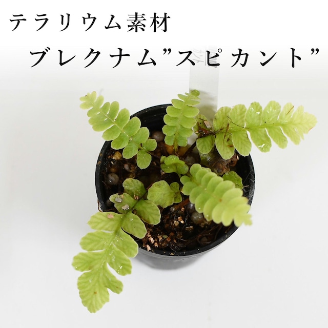 ブレクナム”スピカント”（シダ植物）　苔テラリウム作製用素材