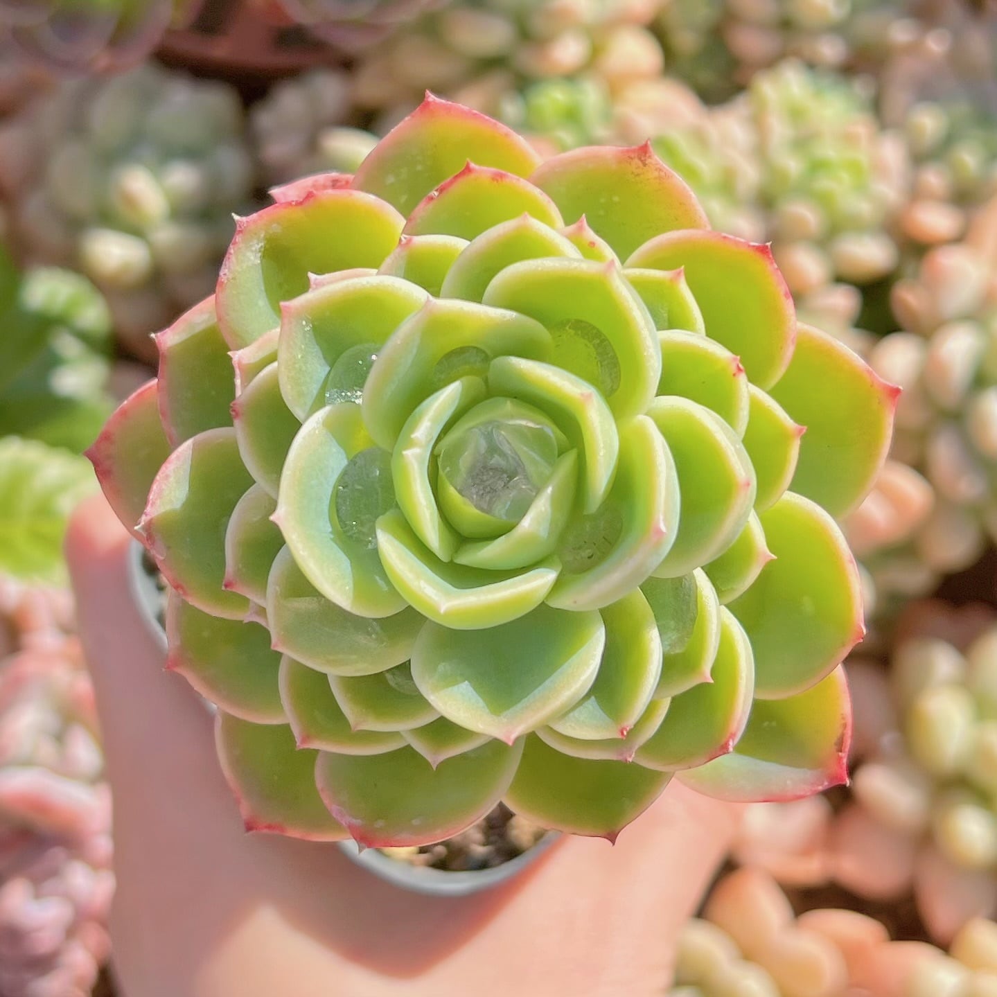 現品　メロン#295　るる農園