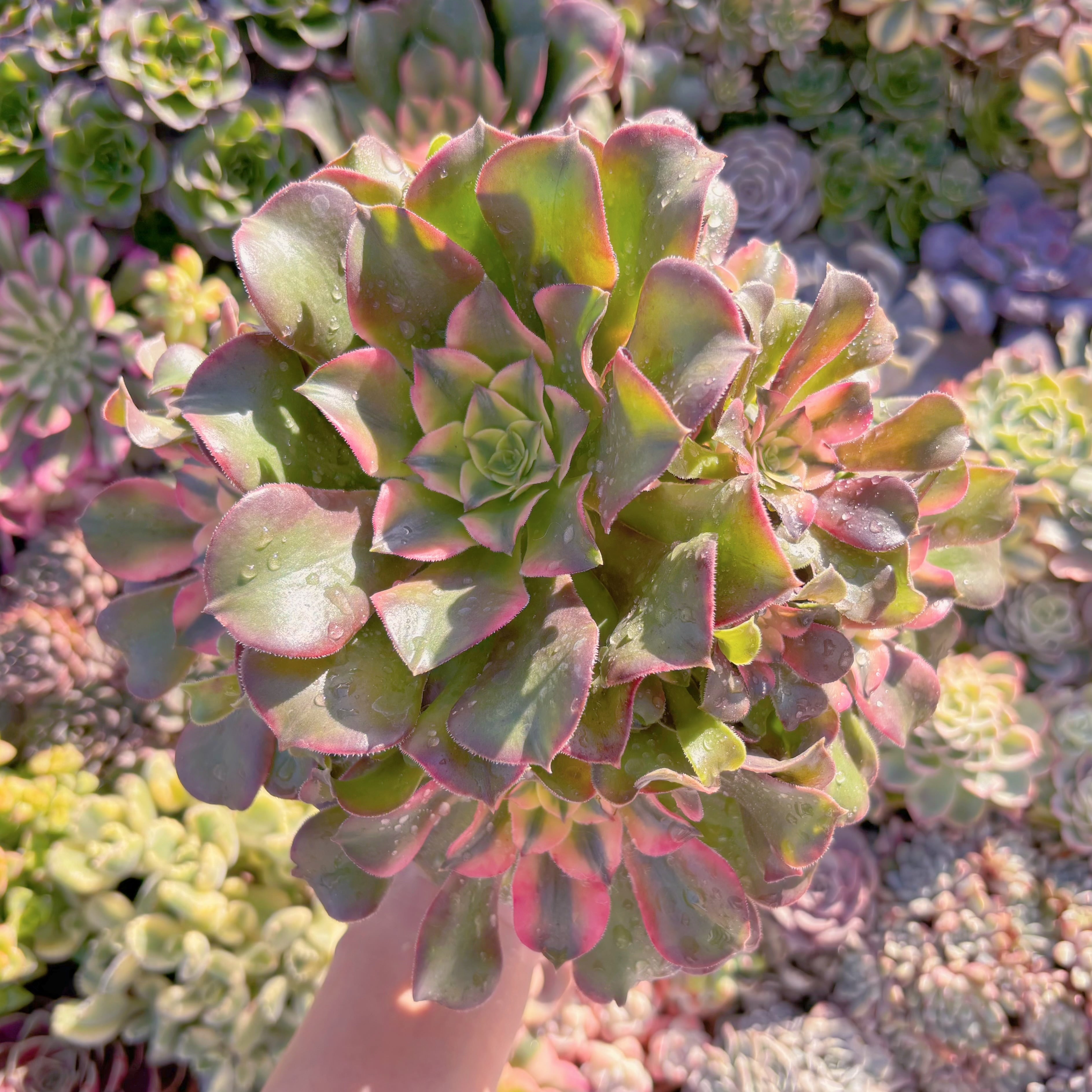 現品　アフラダイティ変異#M202　特大群生　るる農園