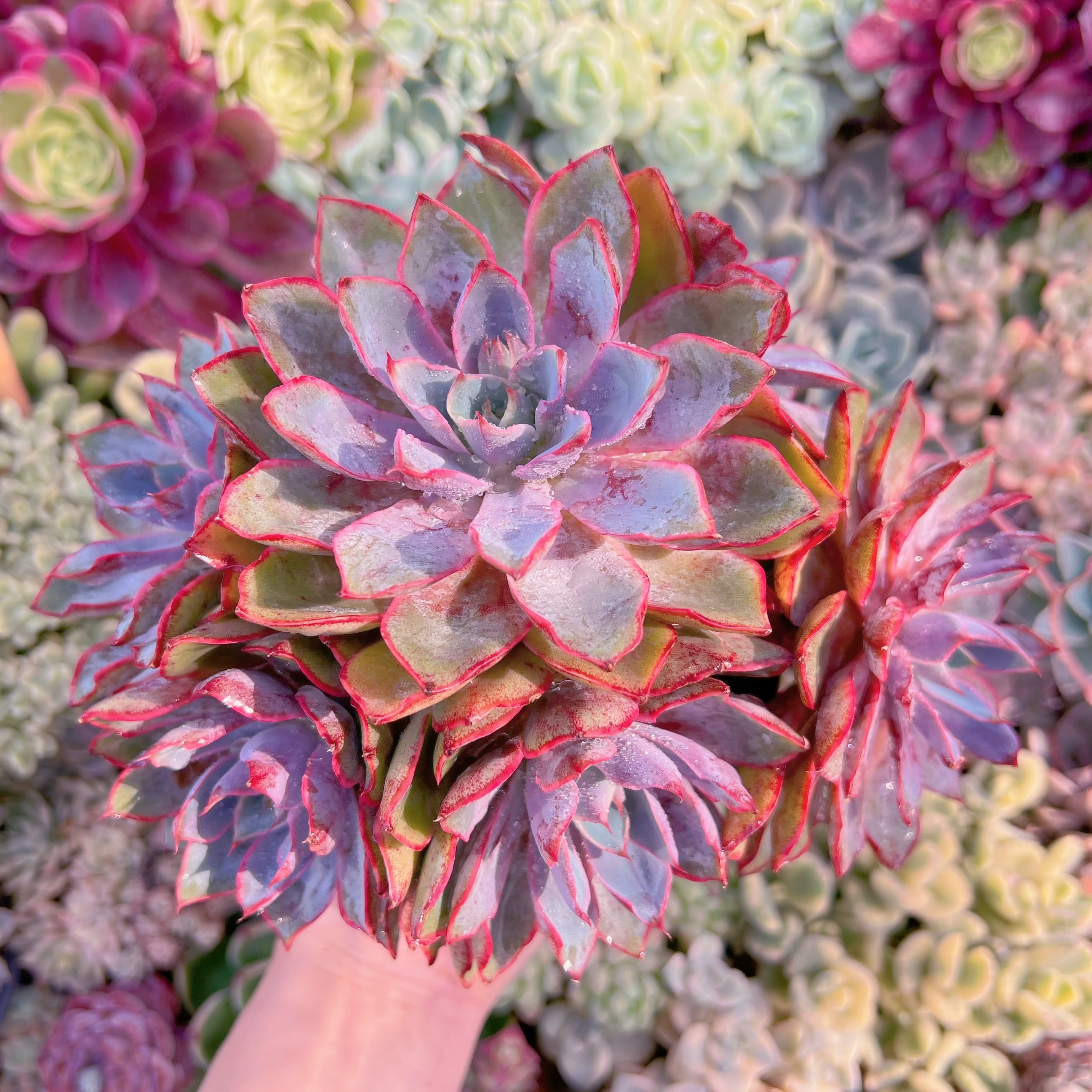 現品　ヘラ#672　特大群生　るる農園