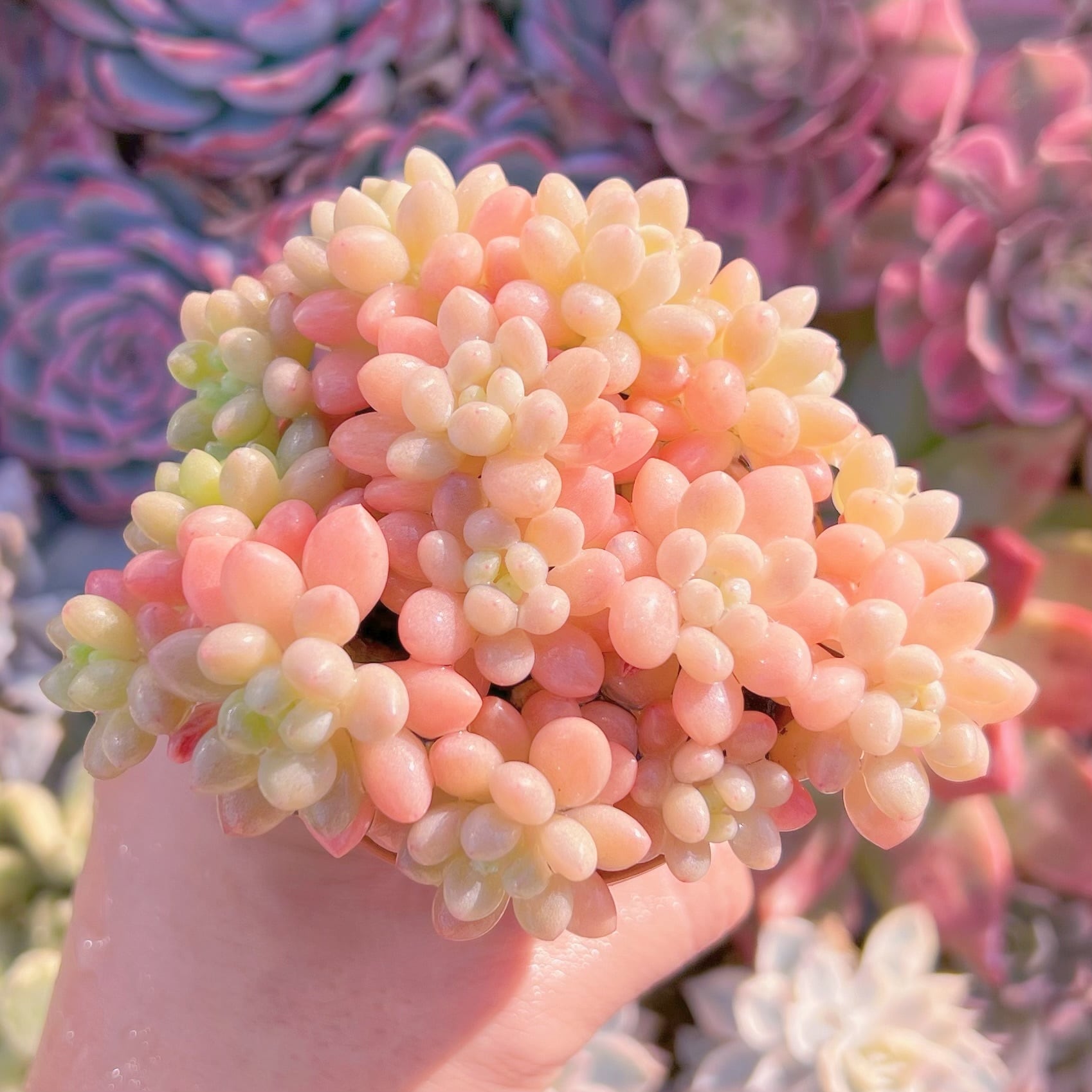 多肉植物　ストロベリーミルク　群生　るる農園