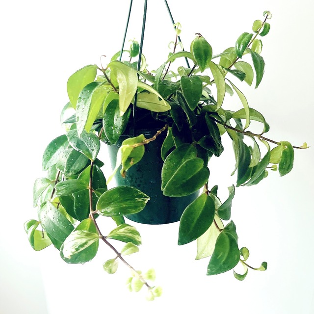 エスキナンサス ラディカンス 観葉植物 吊り下げ calm cafe