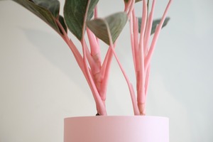 【M】【希少】アグラオネマ モンコンファイ/Aglaonema ※スチール鉢カバー付き