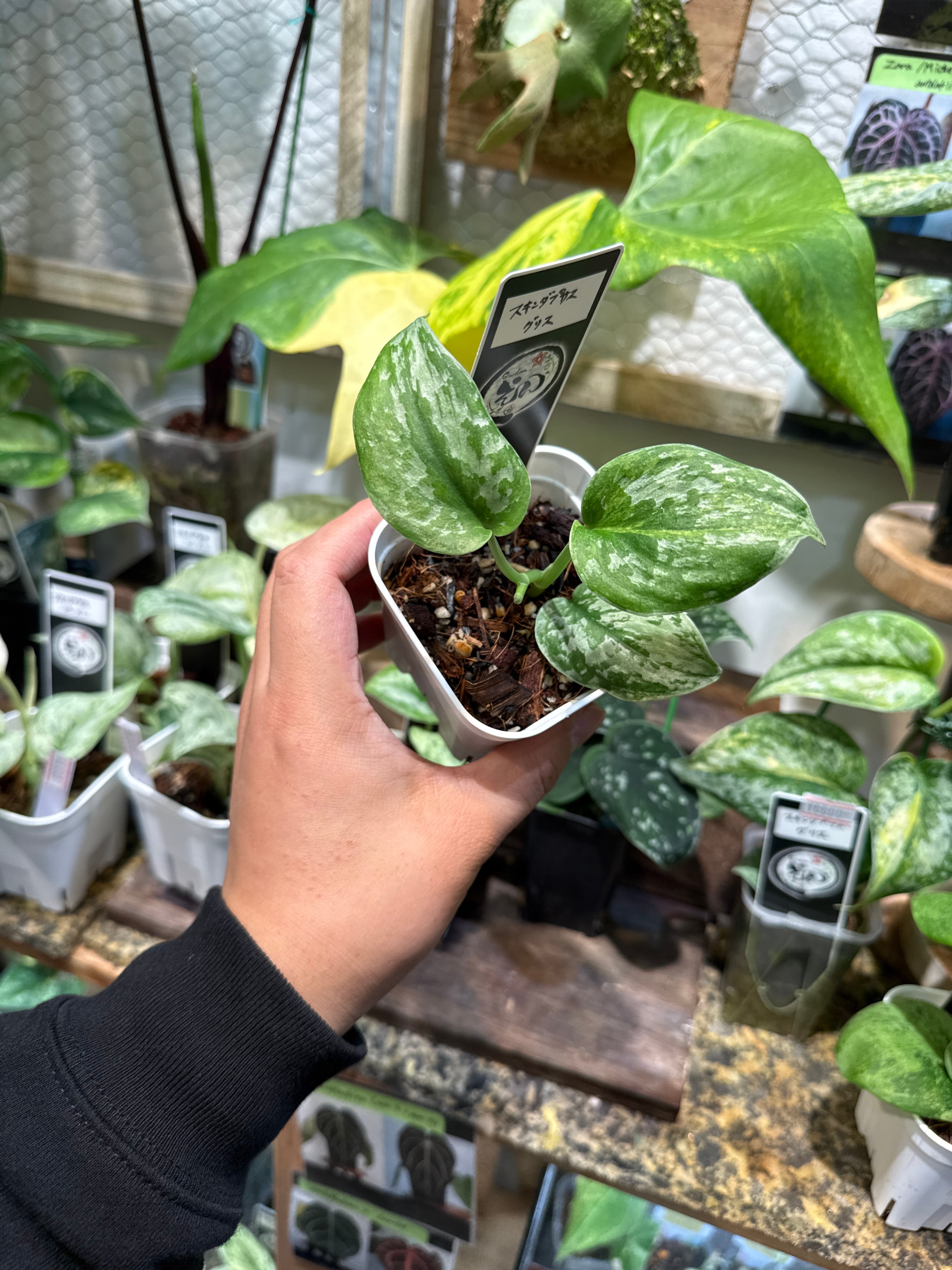 アンスリウム ワロクアーナム | Gardenえん 【観葉熱帯植物】