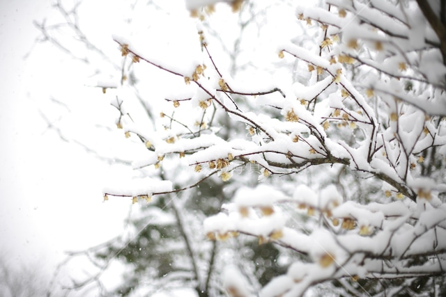 272 雪景色