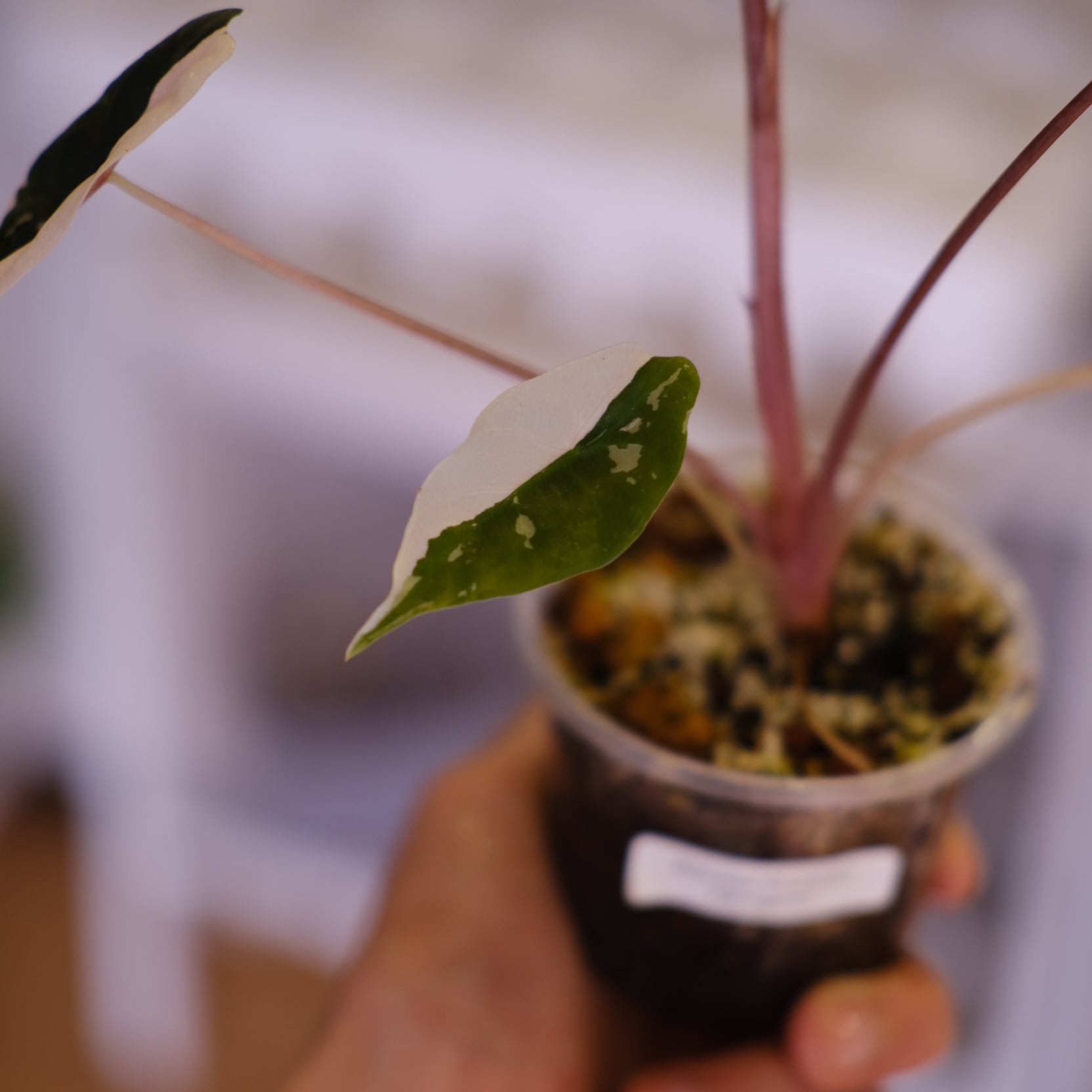 アロカシア チャントリエリ ピンク Alocasia chantrieri pink /アロカシア チャントリエリ Alocasia