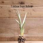 【送料無料】lotteae〔エアプランツ〕現品発送T2950