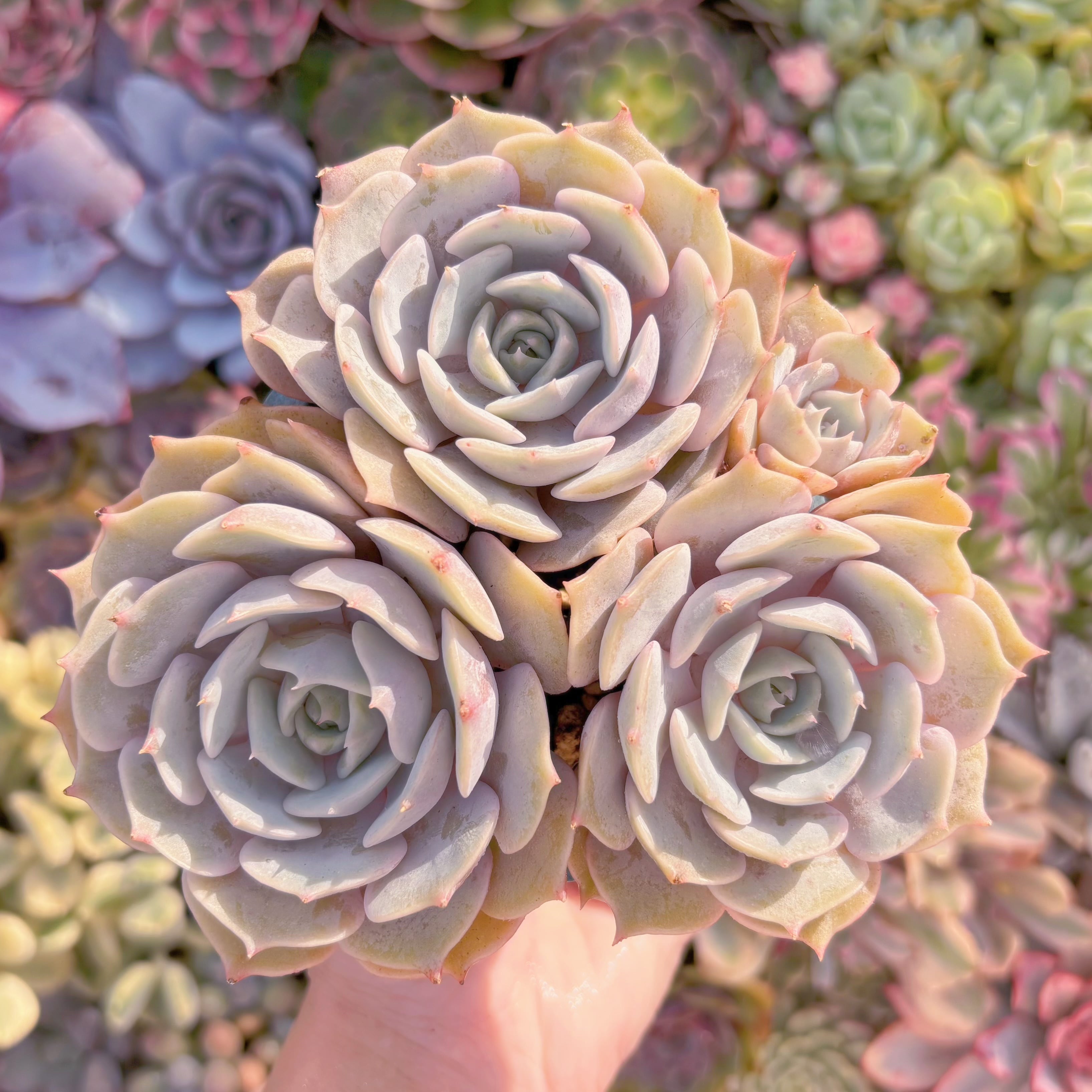 現品　ローラ#807　群生　新入荷　るる農園