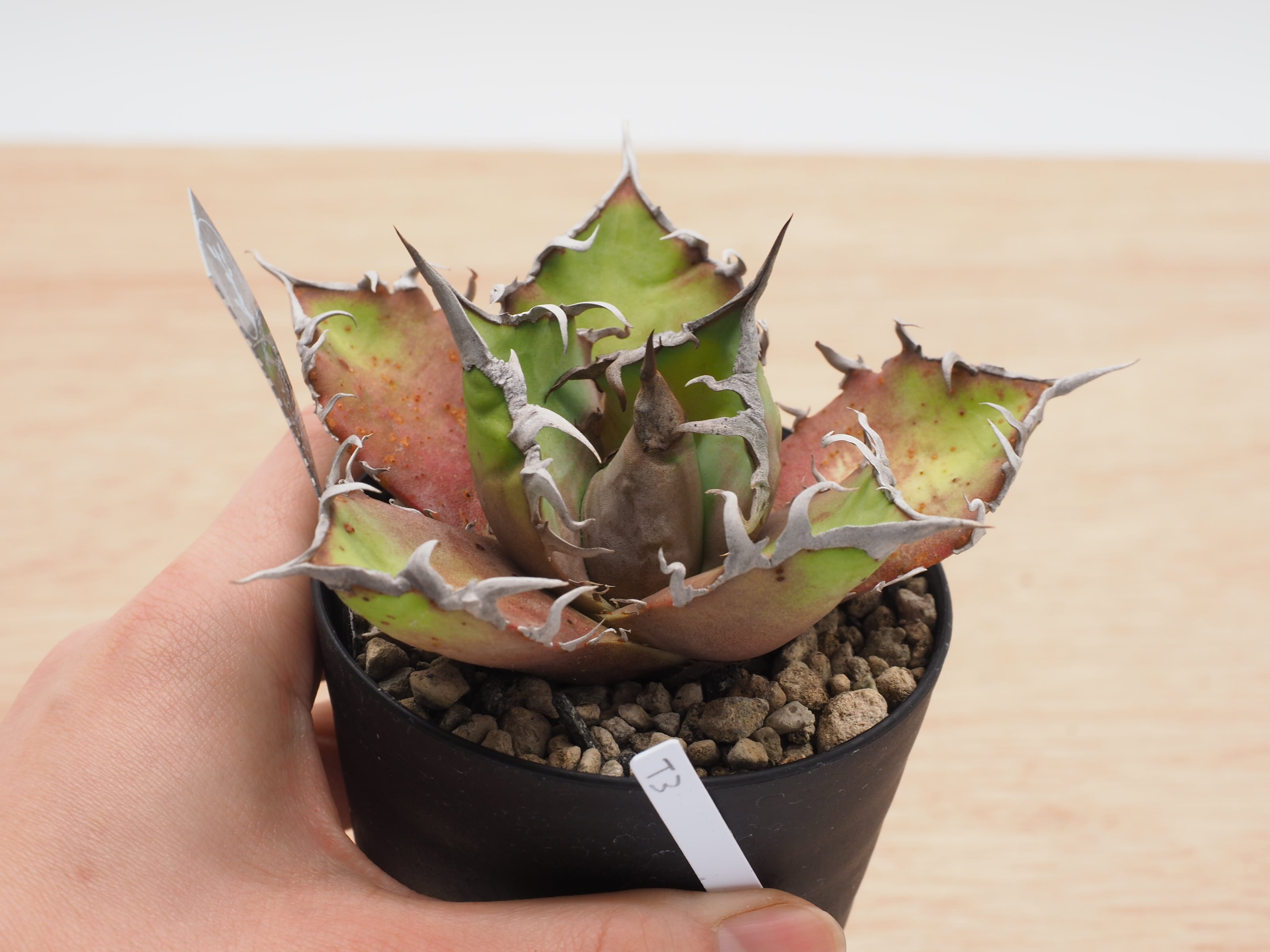 アガベ　チタノタ　ビッグスパイン アガベ チタノタ ビッグスパイン | THE CORE