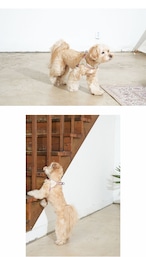 【PUPPYGALLERY公式】Vハーネス M/L