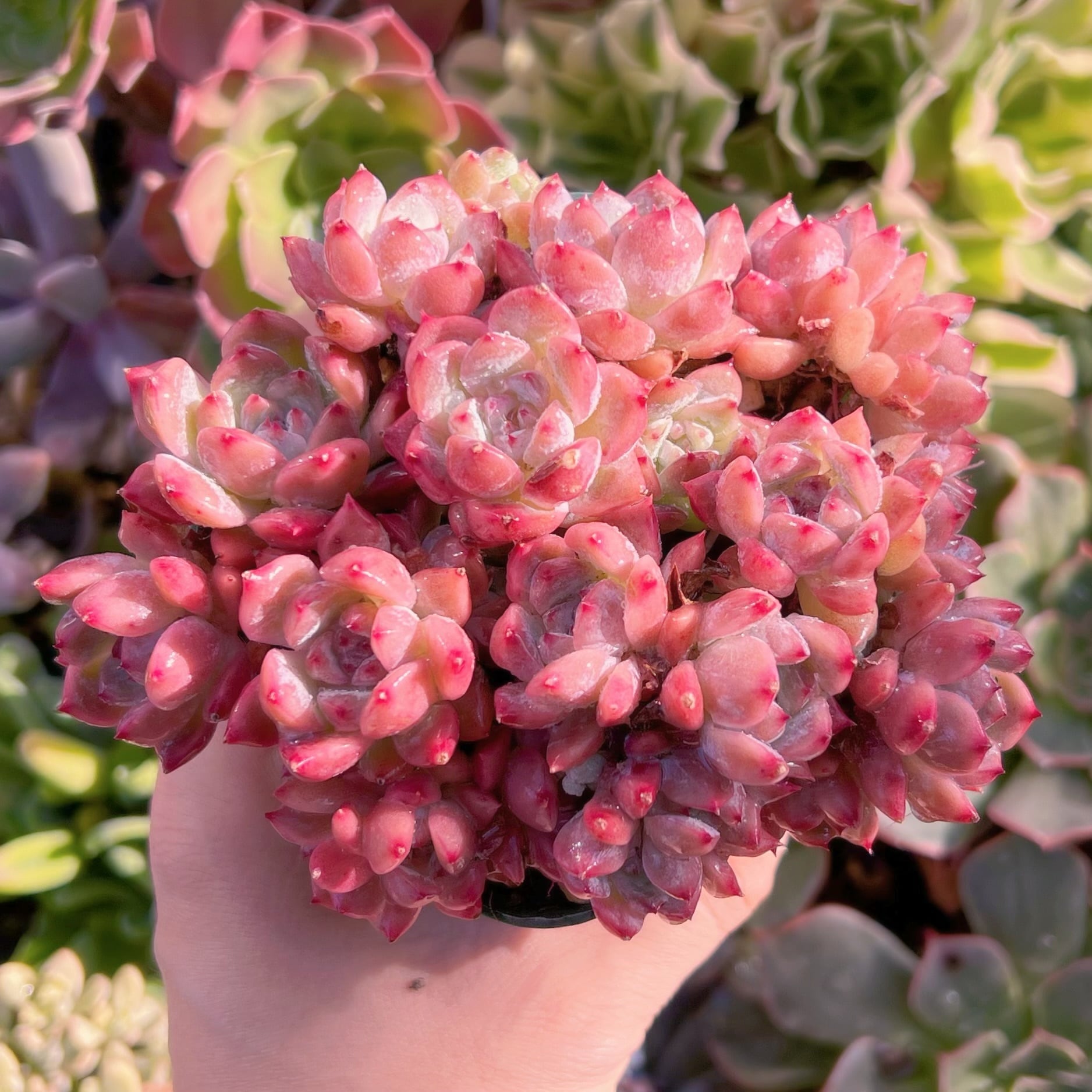 現品　レッドベルベットxラウイ#698　るる農園