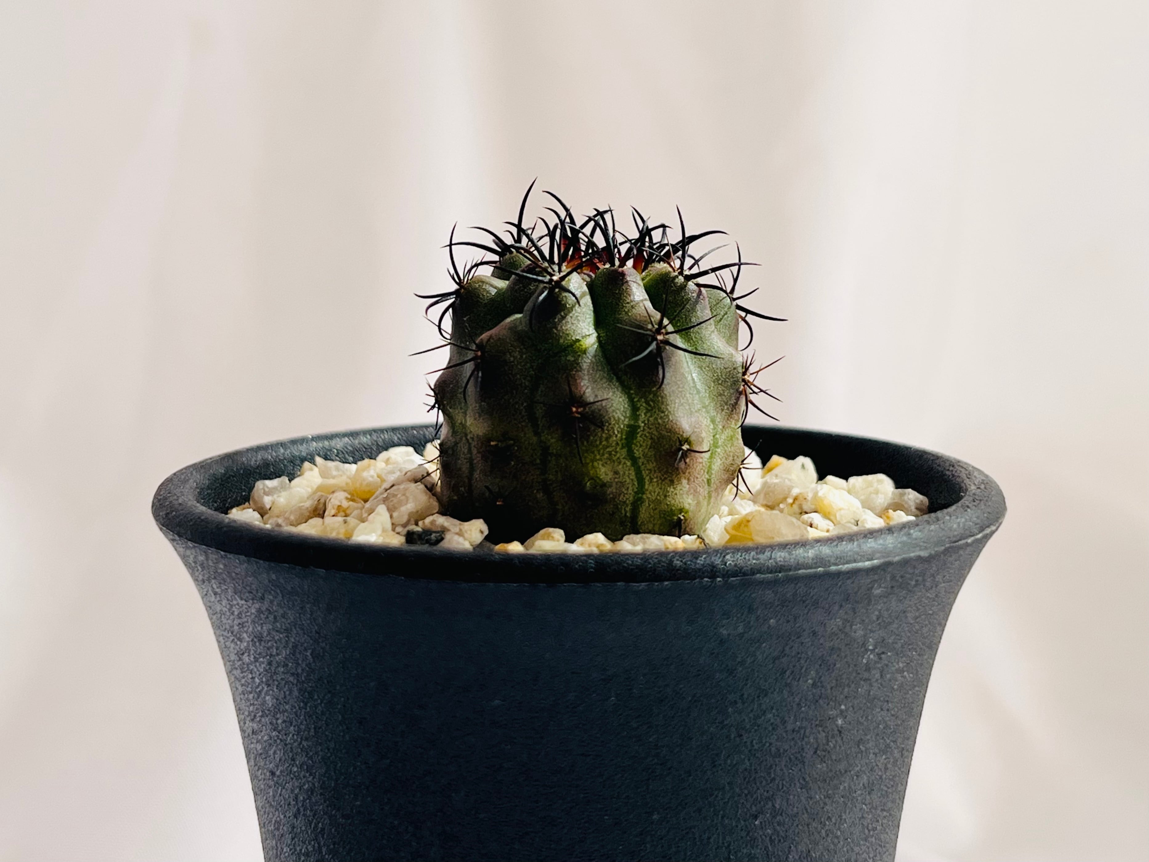 Eriosyce エリオシケ | plants MARU ー 多肉植物・サボテン