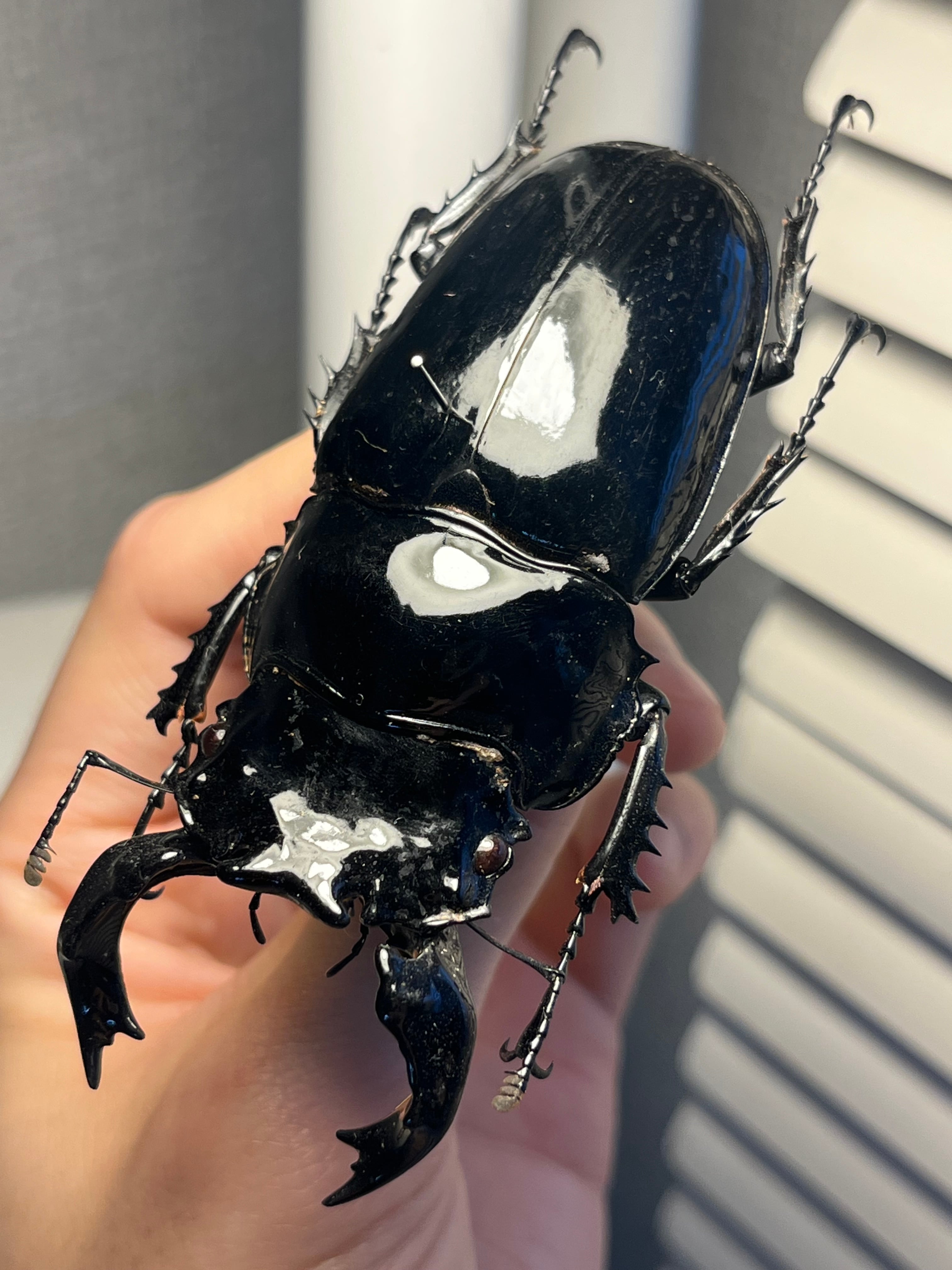 34mm♂】リンデコフキクワガタ 標本 ババオウゴンオニクワガタ ドウ