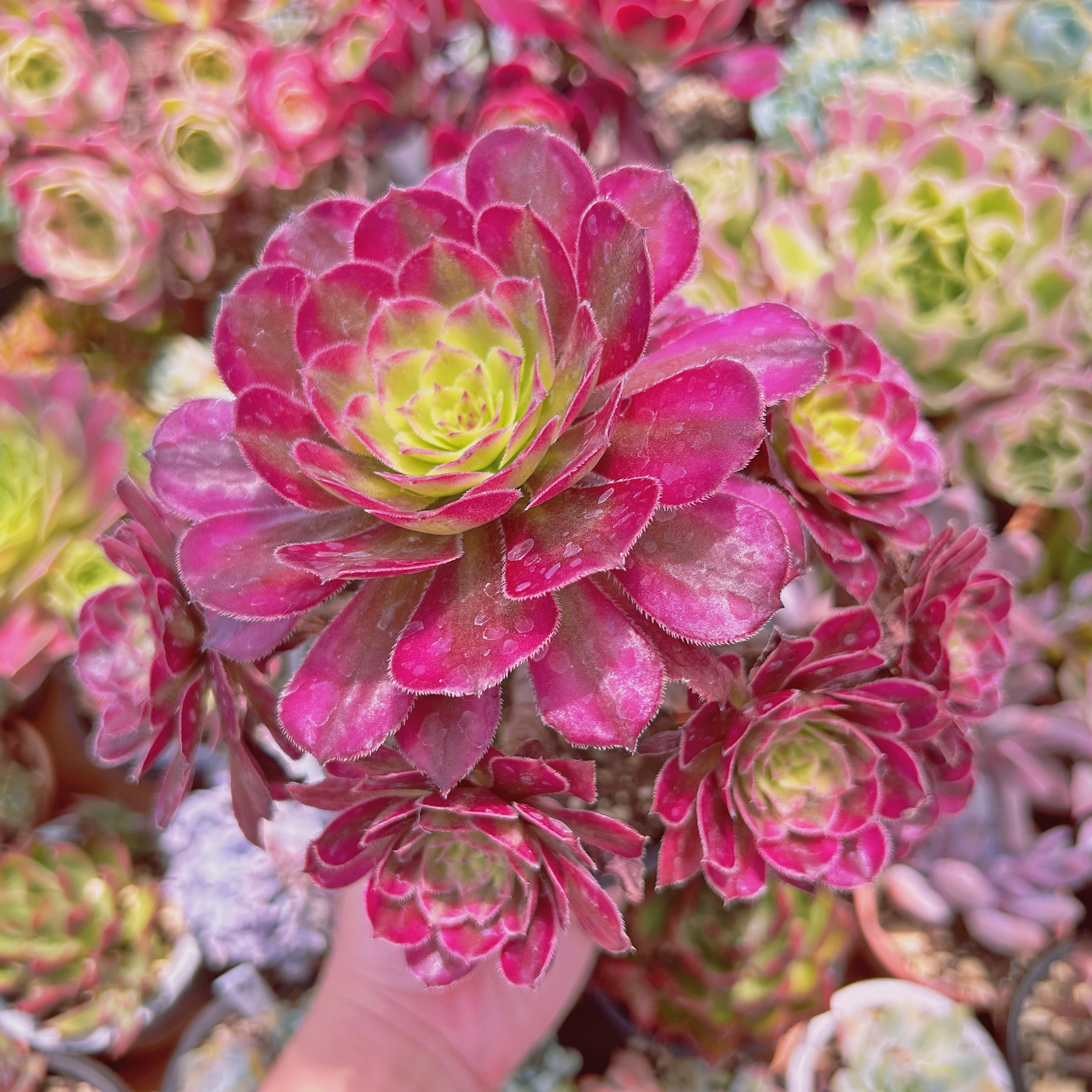 #2025現物　多肉植物　美姫(Aeonium)　特大群生　抜き苗