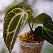 Anthurium carlablackiae / アンスリウム カーラブラッキー③│観葉植物