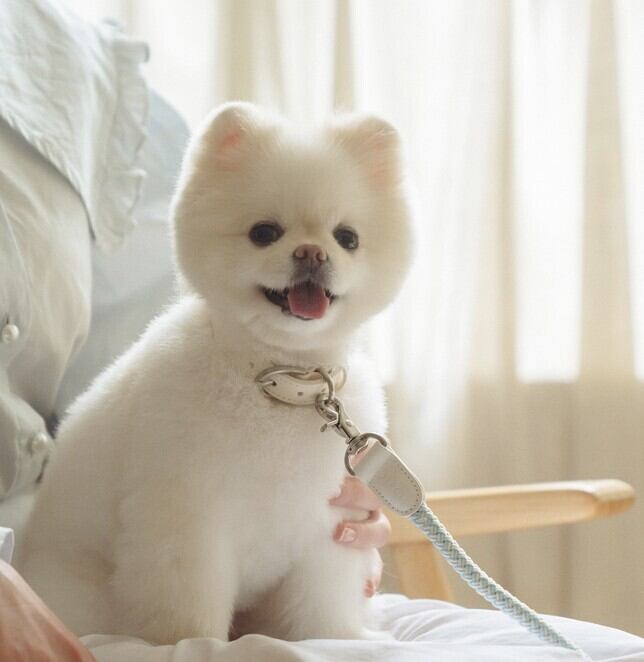 即納【stroll】Rope Collar (Soda)