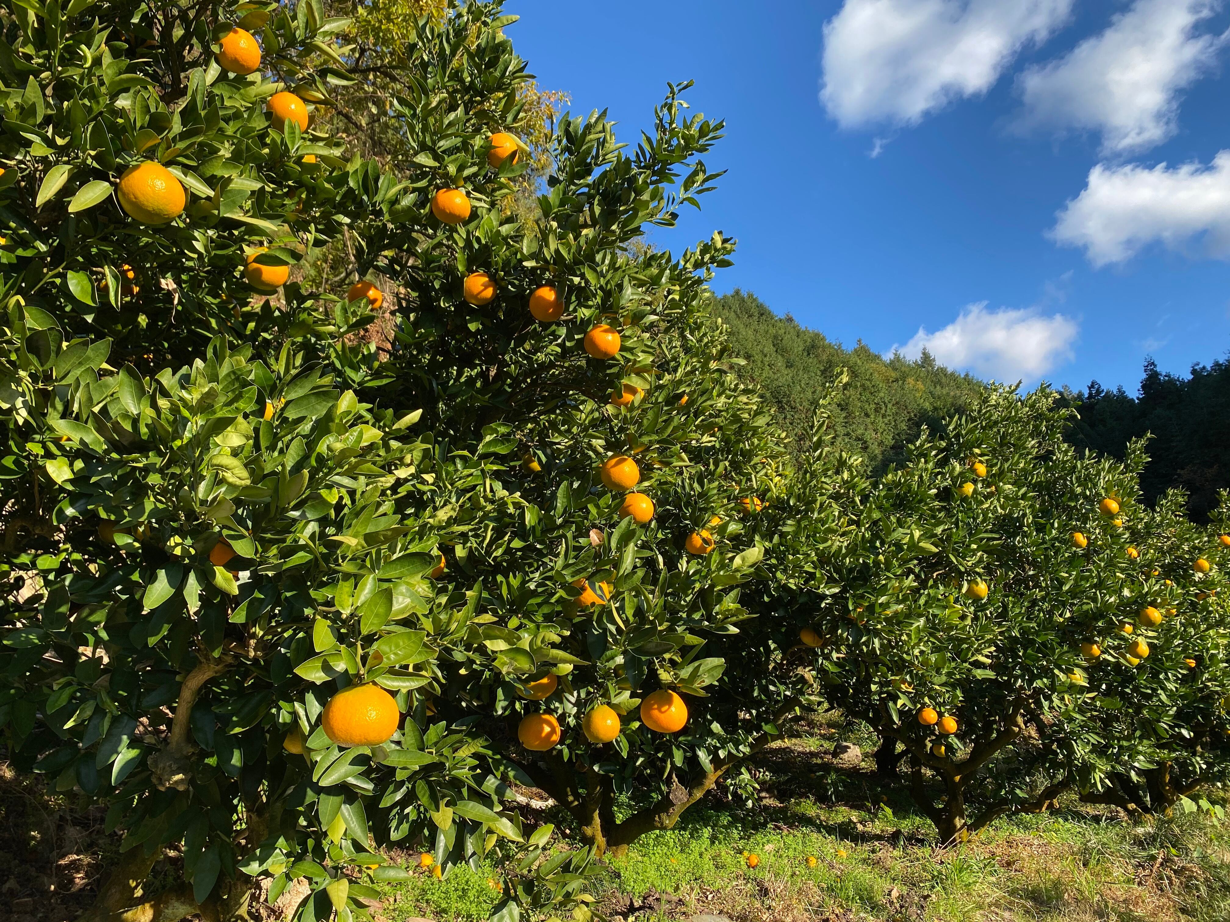 9024円 51 Off 100 ピュアジュース 6本ギフトセット みかん いよかん はっさく