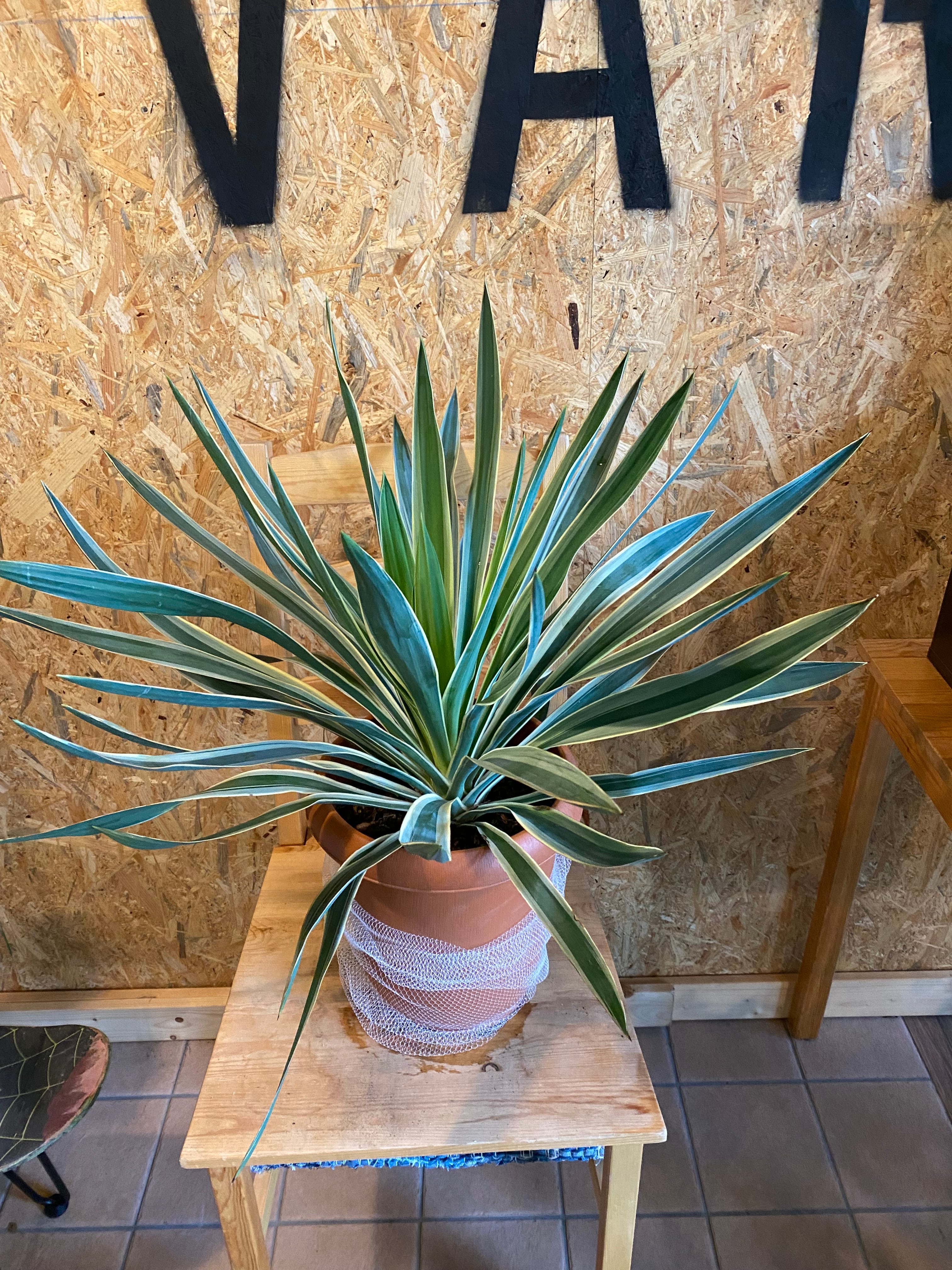 ユッカ グロリオサ バリエゲイテッド 本体H45cm W65cm 口径21cm