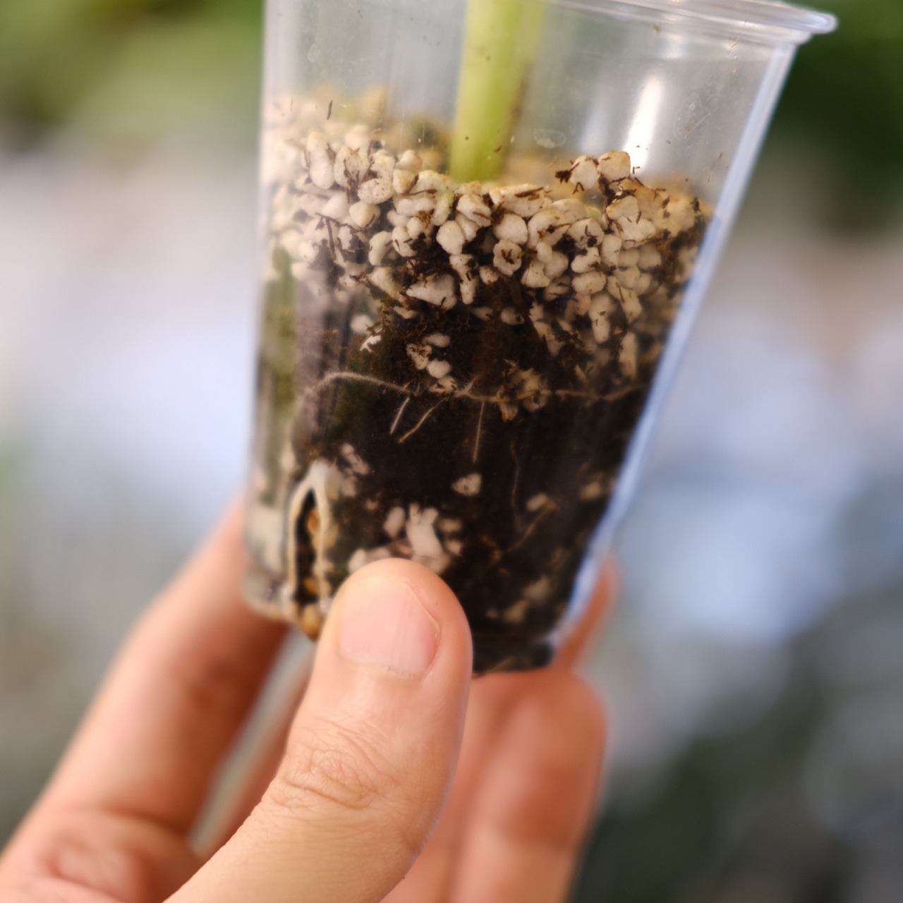 Banana Musa Ae Ae④ / ムサ アエアエ (斑入バナナ)│観葉植物