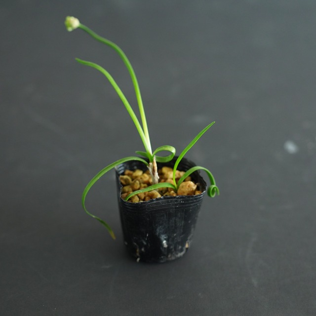 対馬巻葉ラッキョウ　苔テラリウム作製用素材