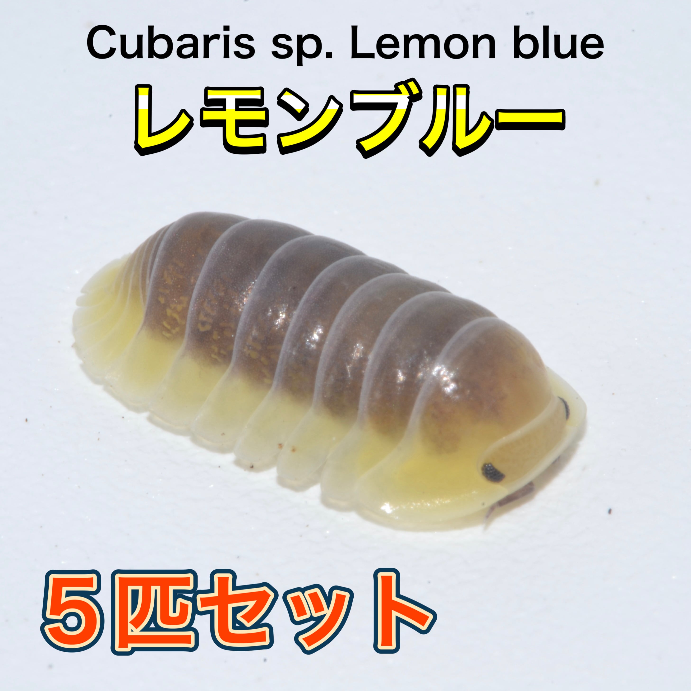 a3b99423dd21015fc2e260efa77efd