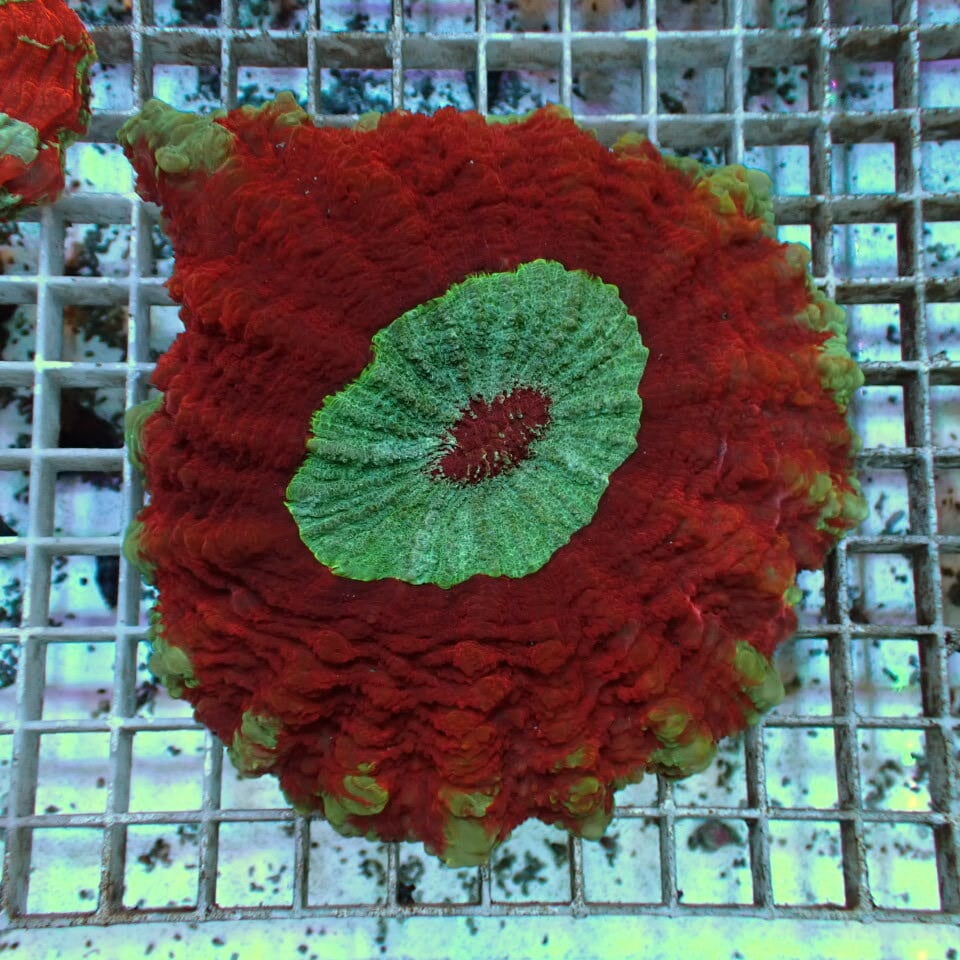 アザミハナガタサンゴ | HOUSE REEF(ハウスリーフ)サンゴ・海水魚