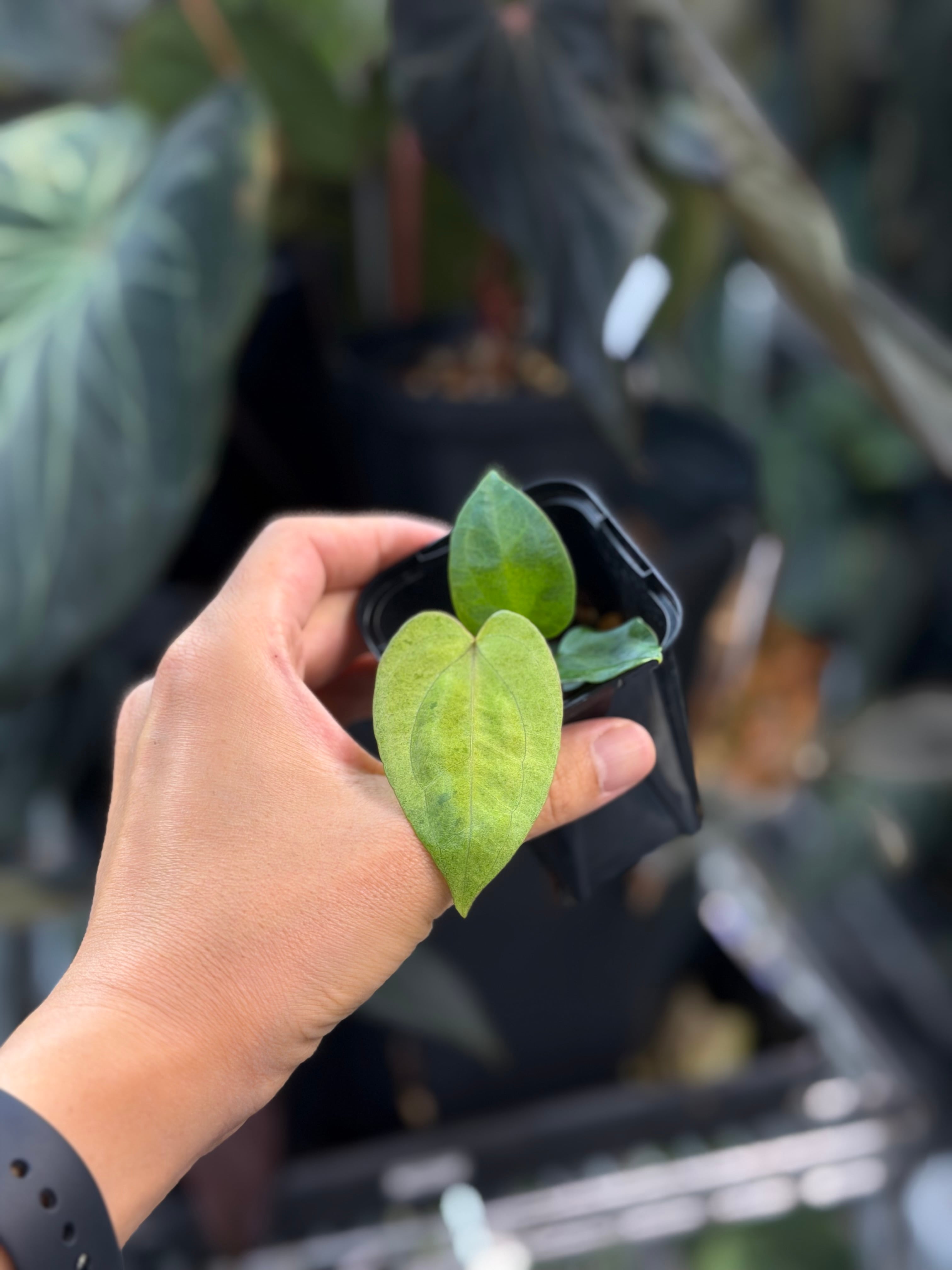 斑入り）Anthurium 'Black Cherry' x 'Galaxy' x 'RVDP' | anthuroom