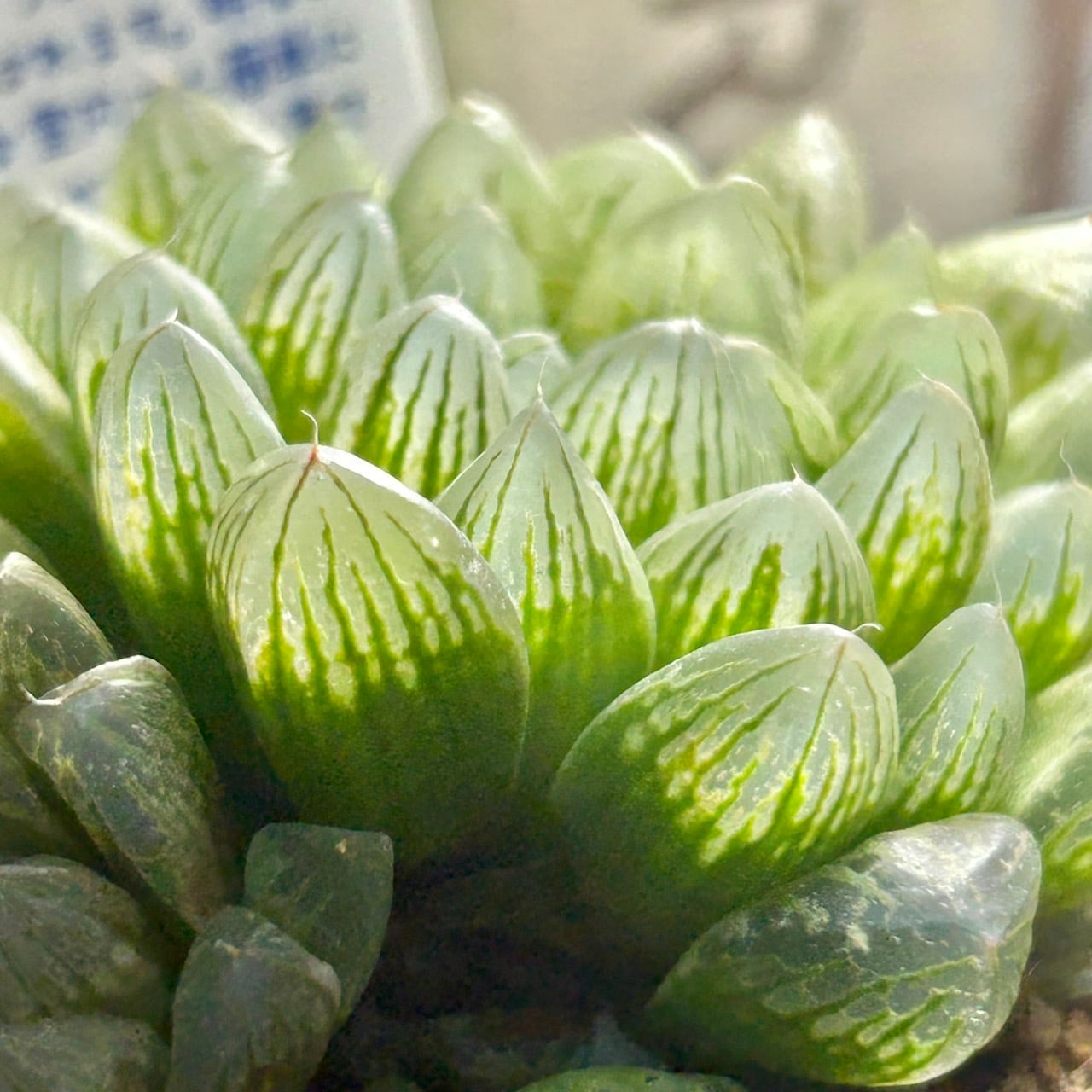 T)光るオブツーサ ハオルチア | RuPo 多肉植物専門店